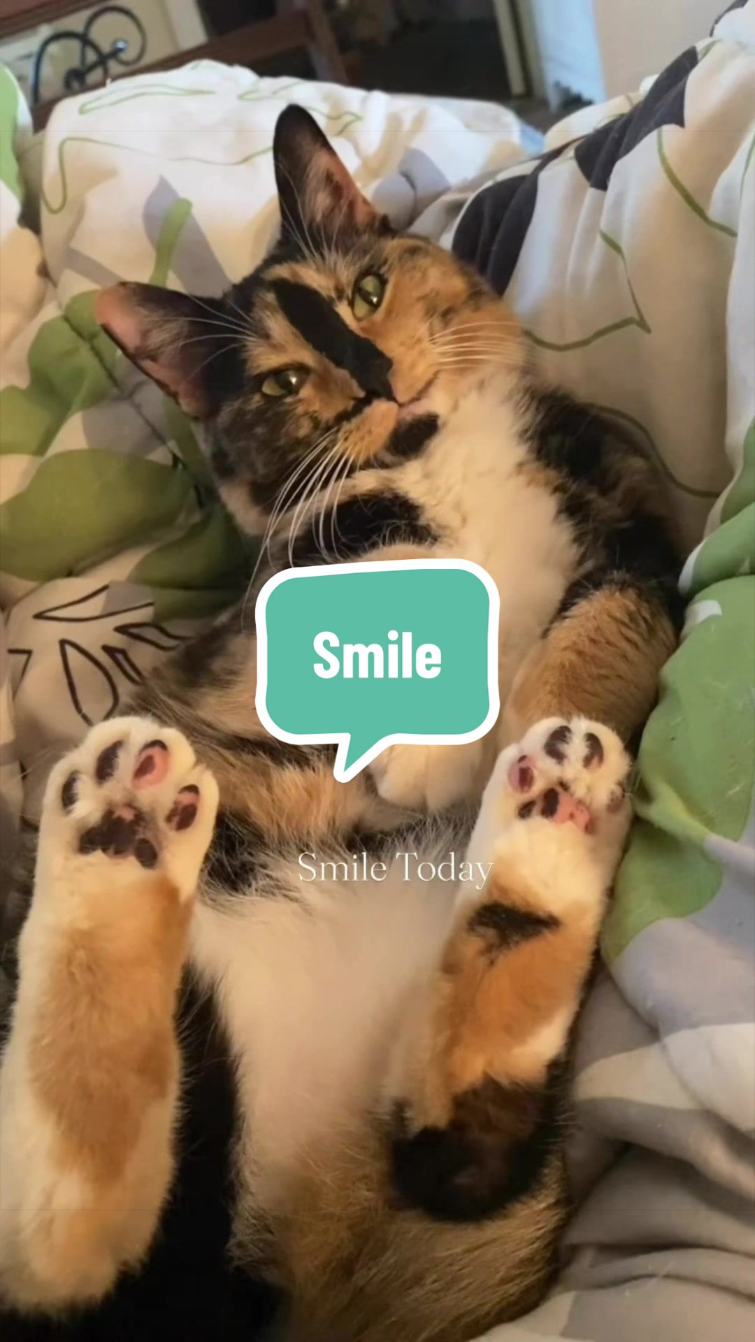 @SnickersTheSmilingCat