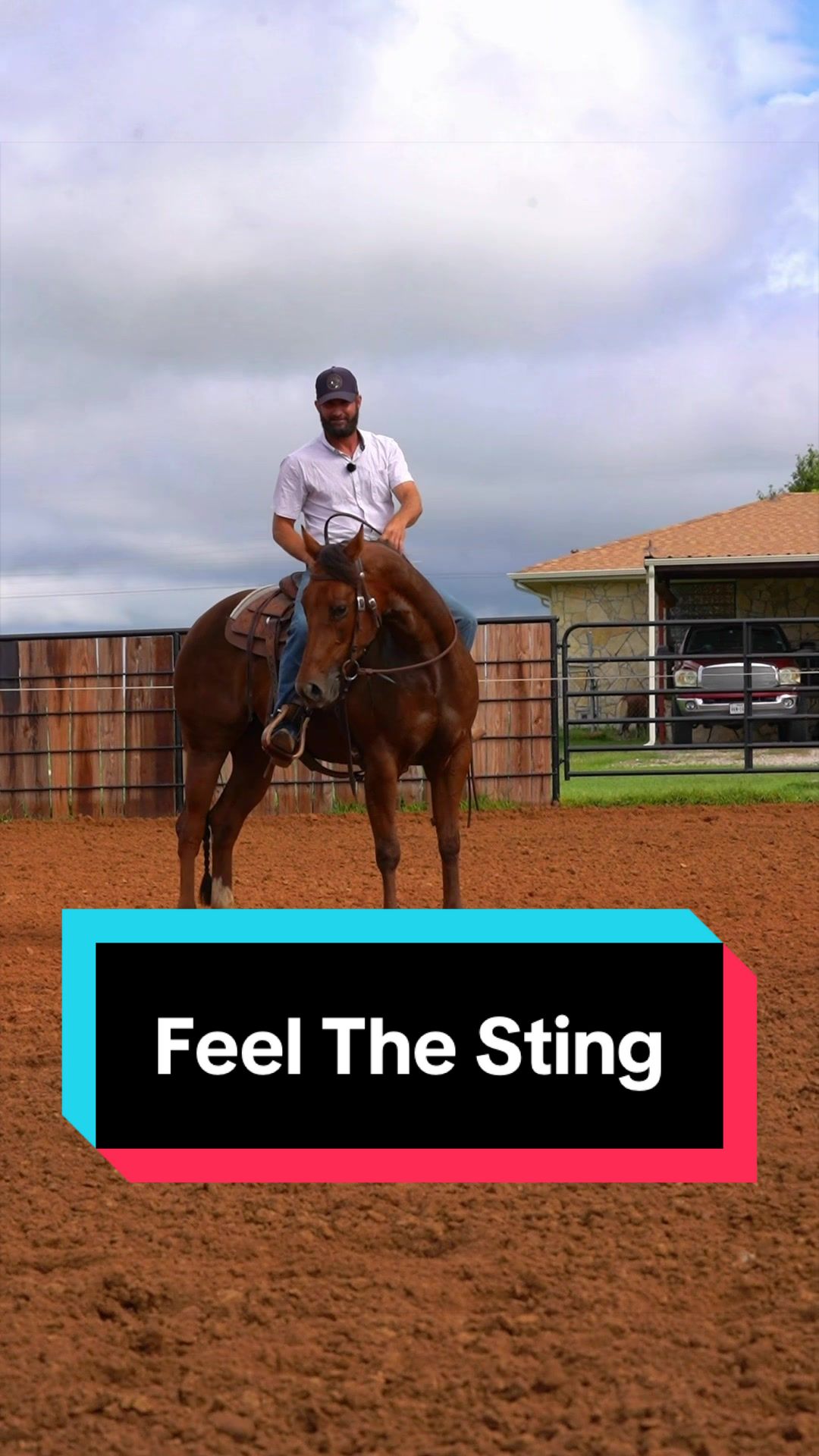 @WS Horses