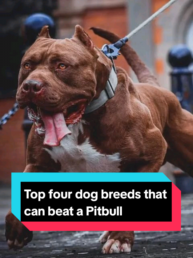 @The pet post