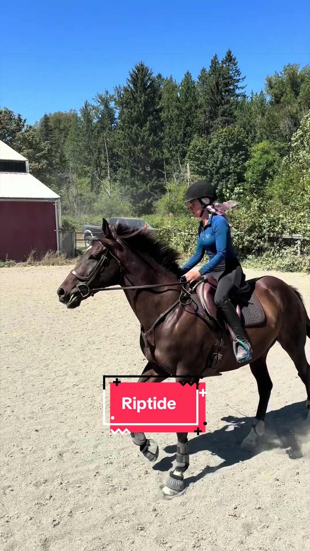 @BlueStarEquestrian