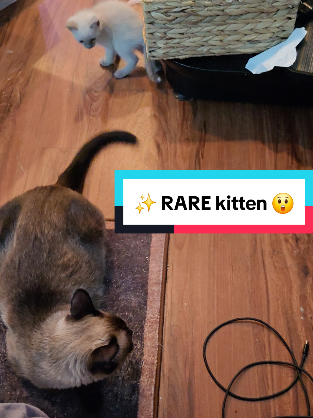 @Brittany's Beauties Kittens