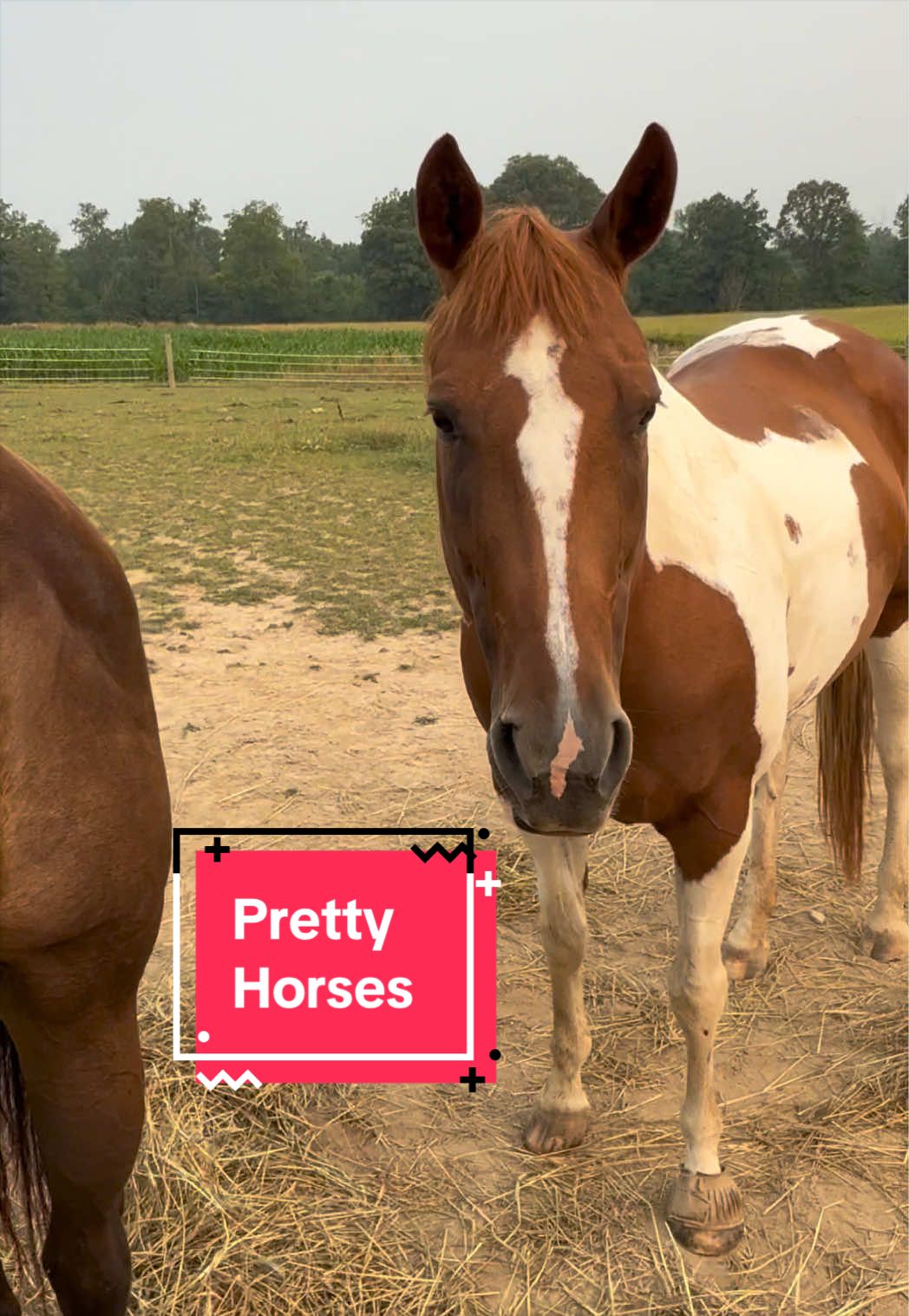 @yourhorseandponyleader