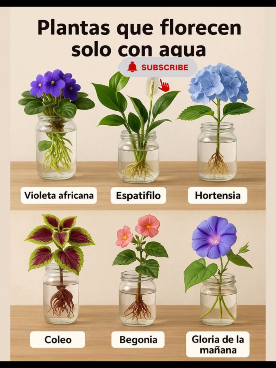 @Vivebonito