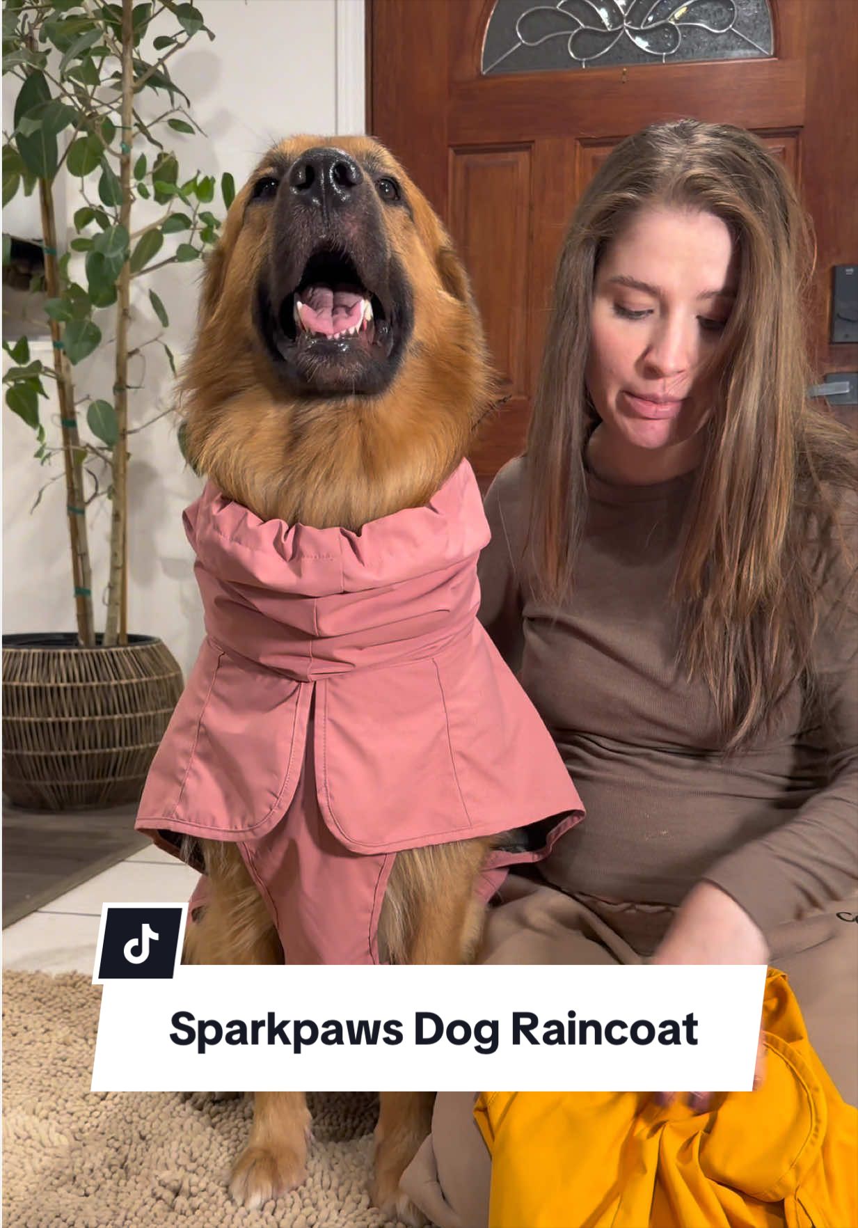 @lifewithgoldenshepherds
