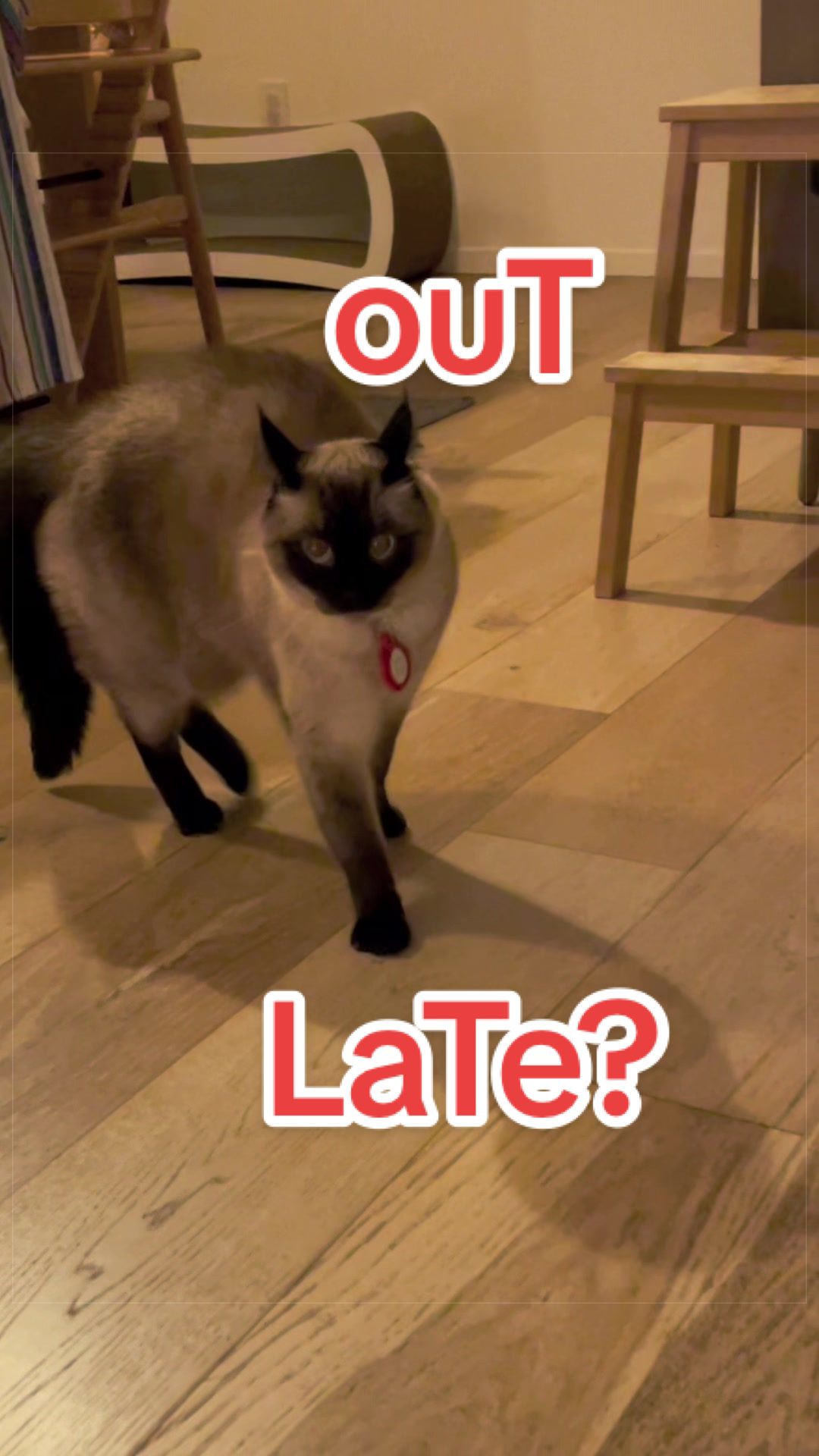 @Merv The Cat