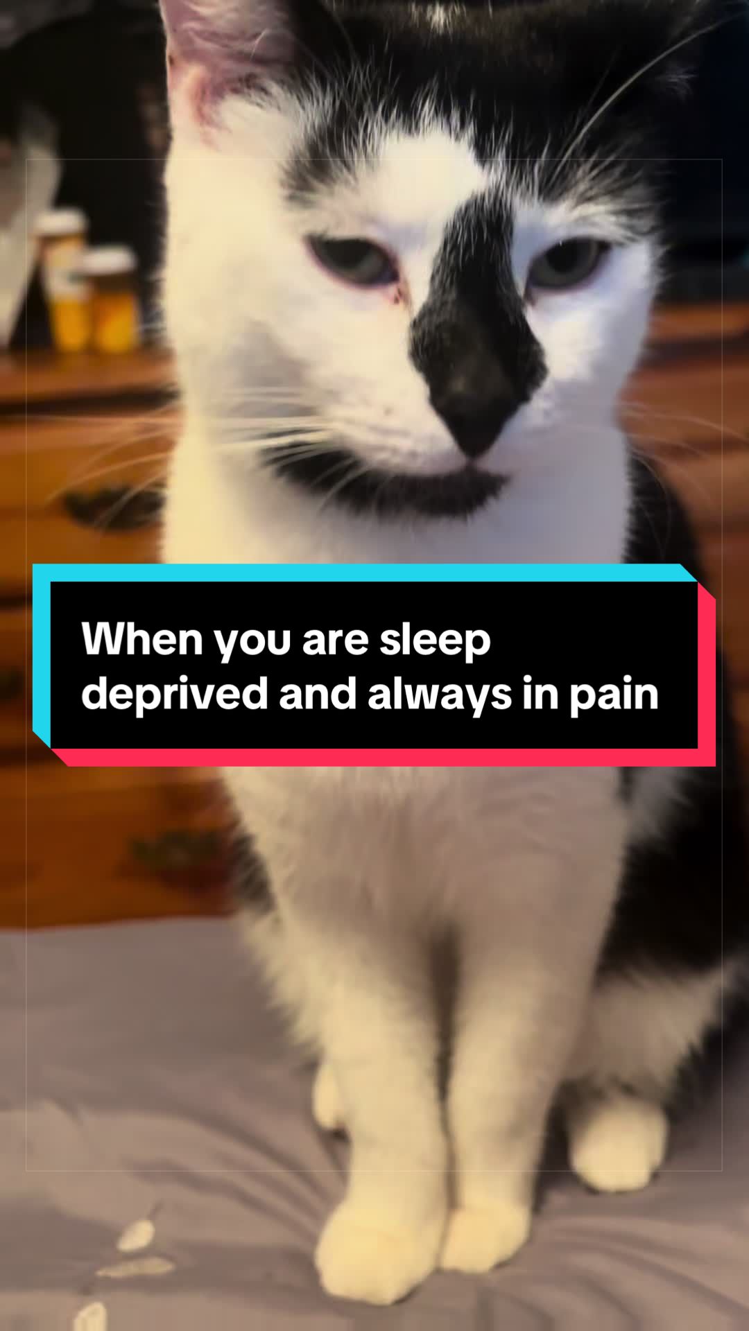 @catlover313official