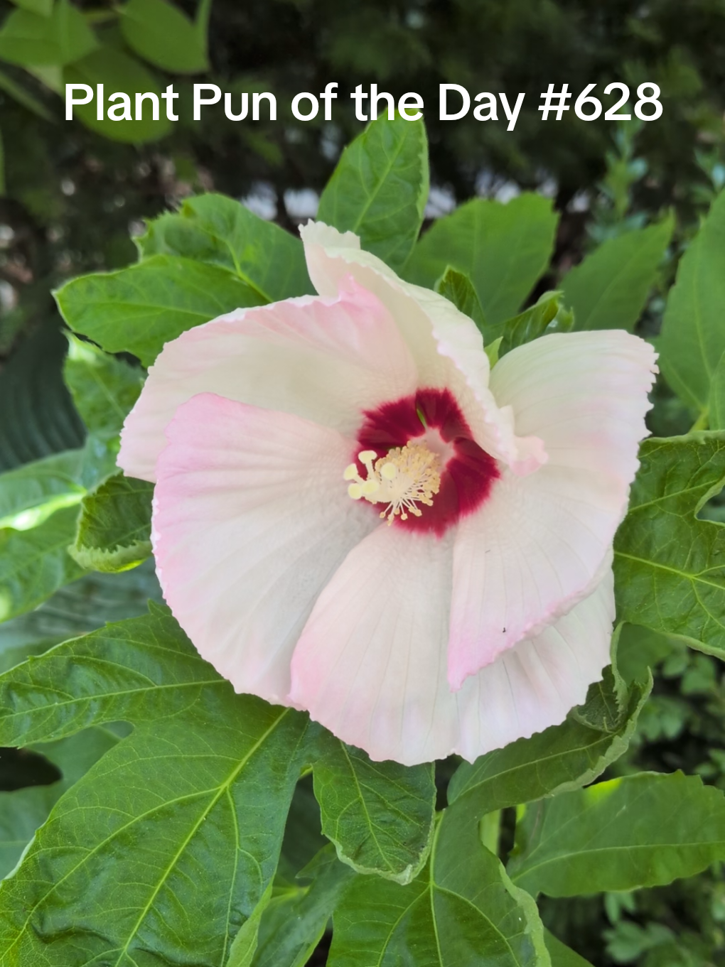 @The Plantiful Gardener