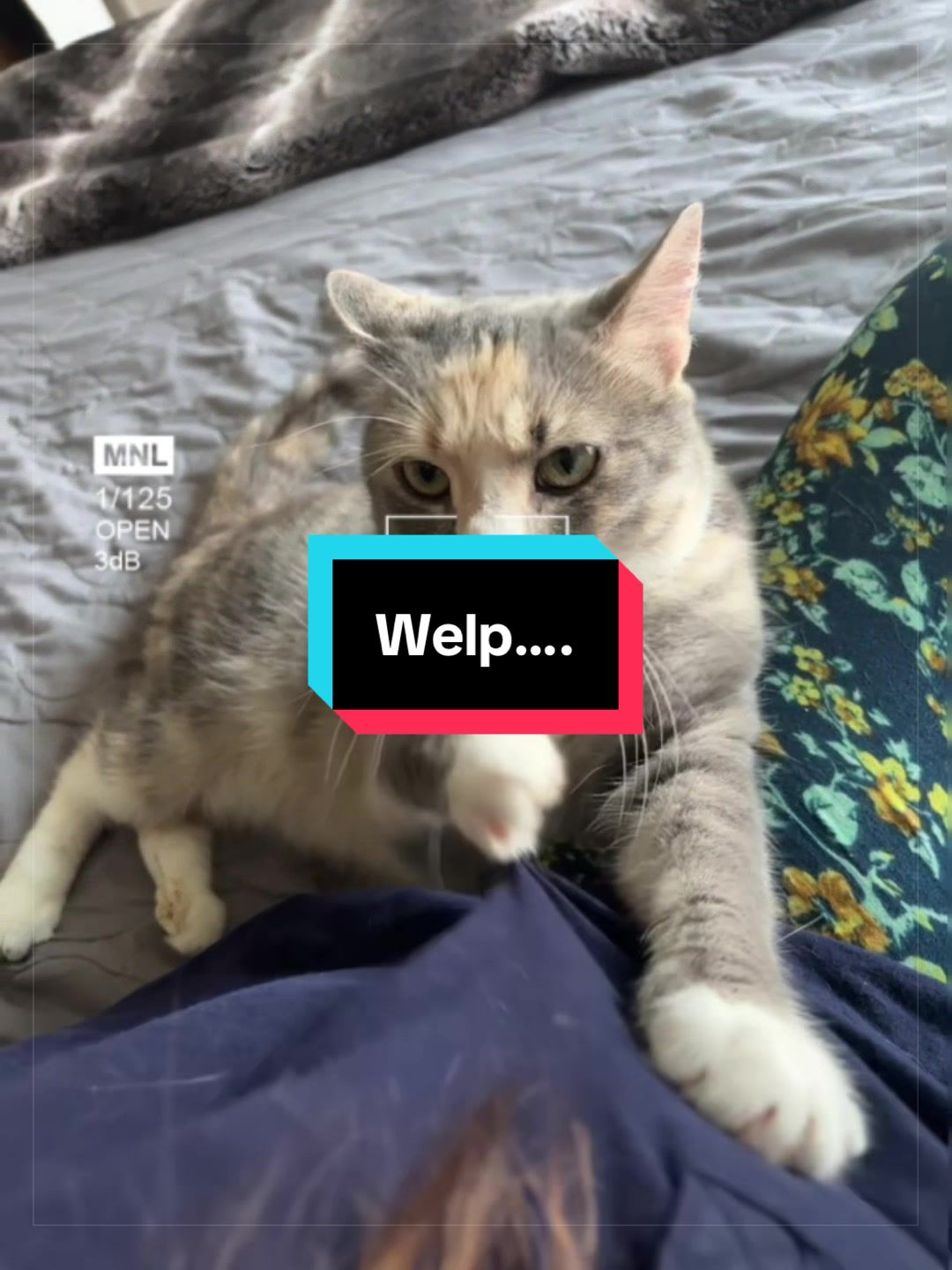 @catlover313official
