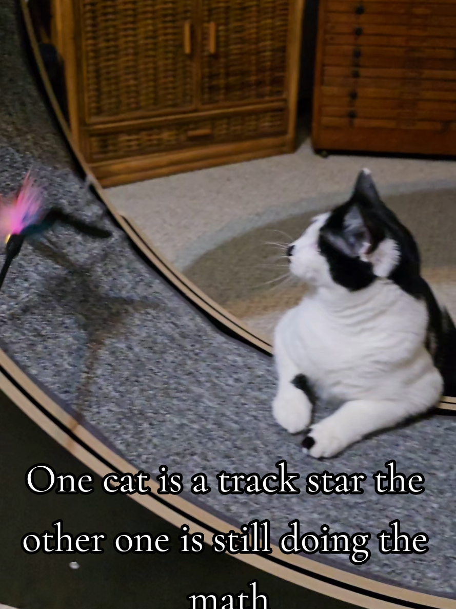 @𝓚𝓪𝓽 𝓦𝓱𝓮𝓮𝓵𝓮𝓻🐈⬛