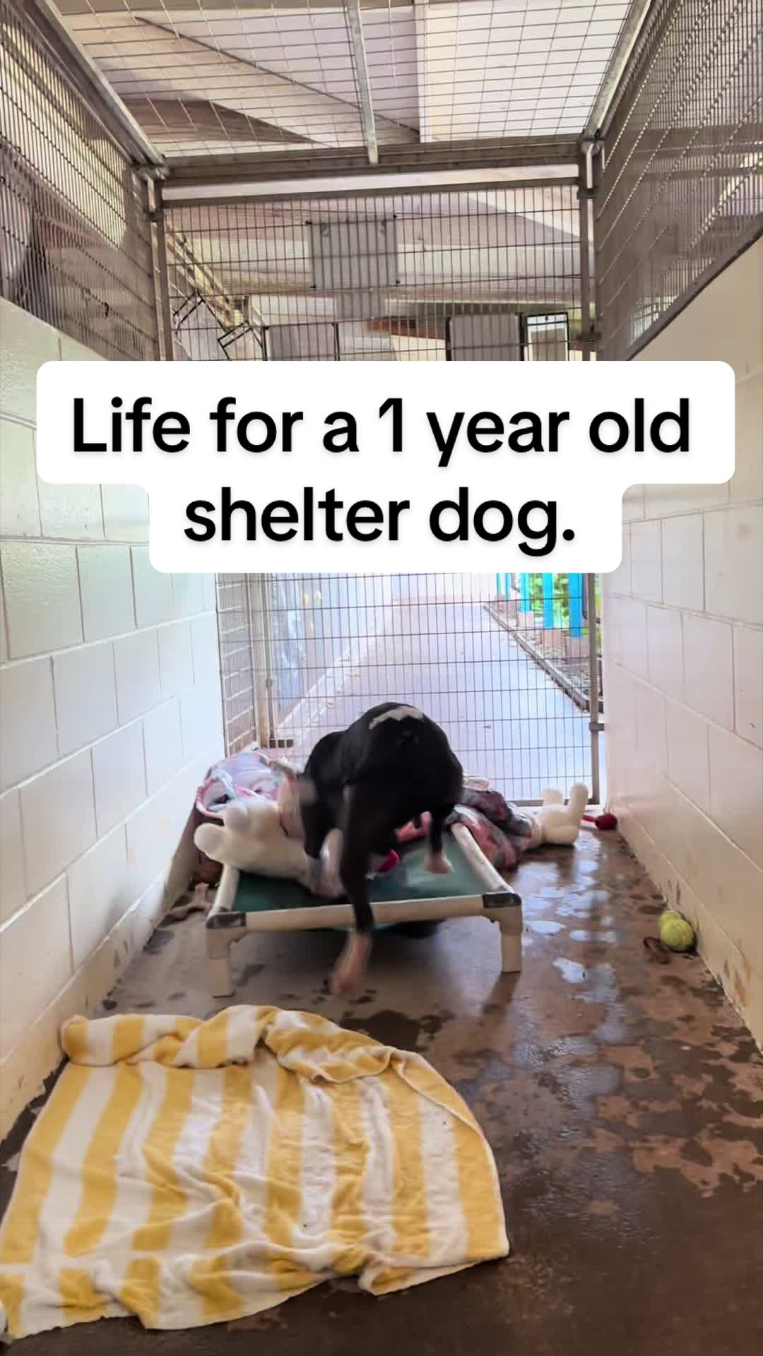 @Cassondra | Maui Shelter Dogs