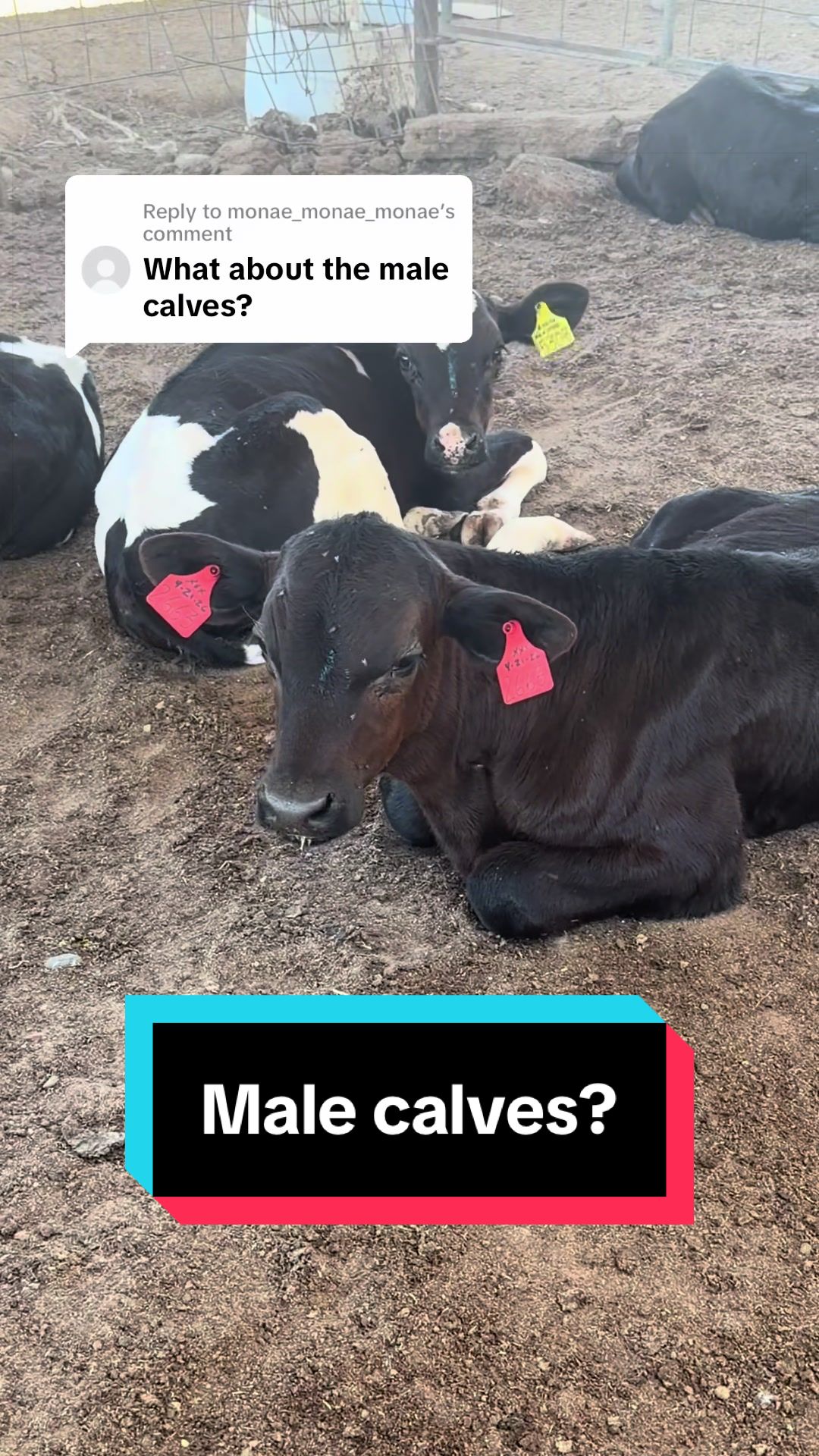 @Dairy Vet Dr. Michelle