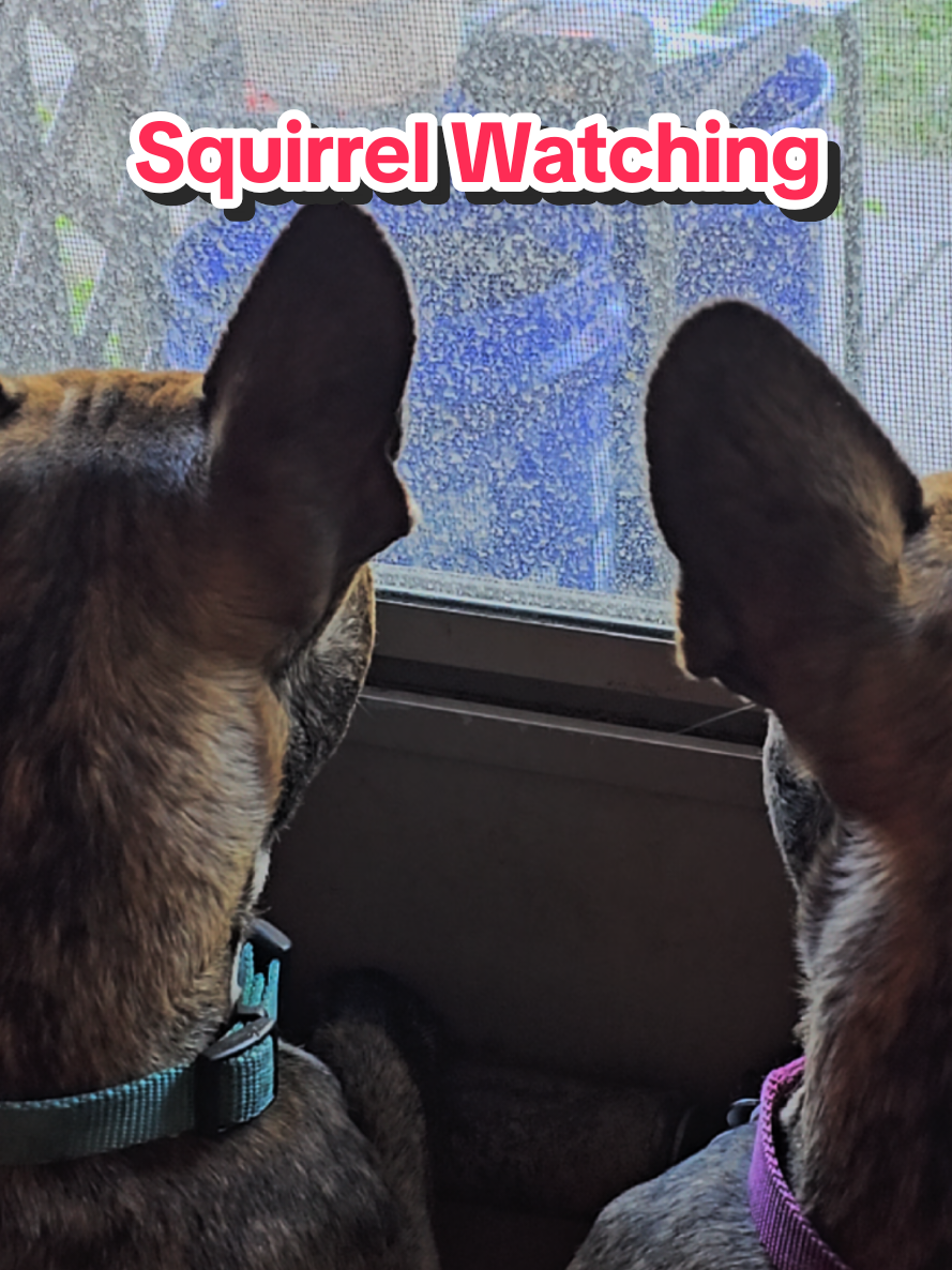 @JBear w/ Thelma and Louise🐾🐾