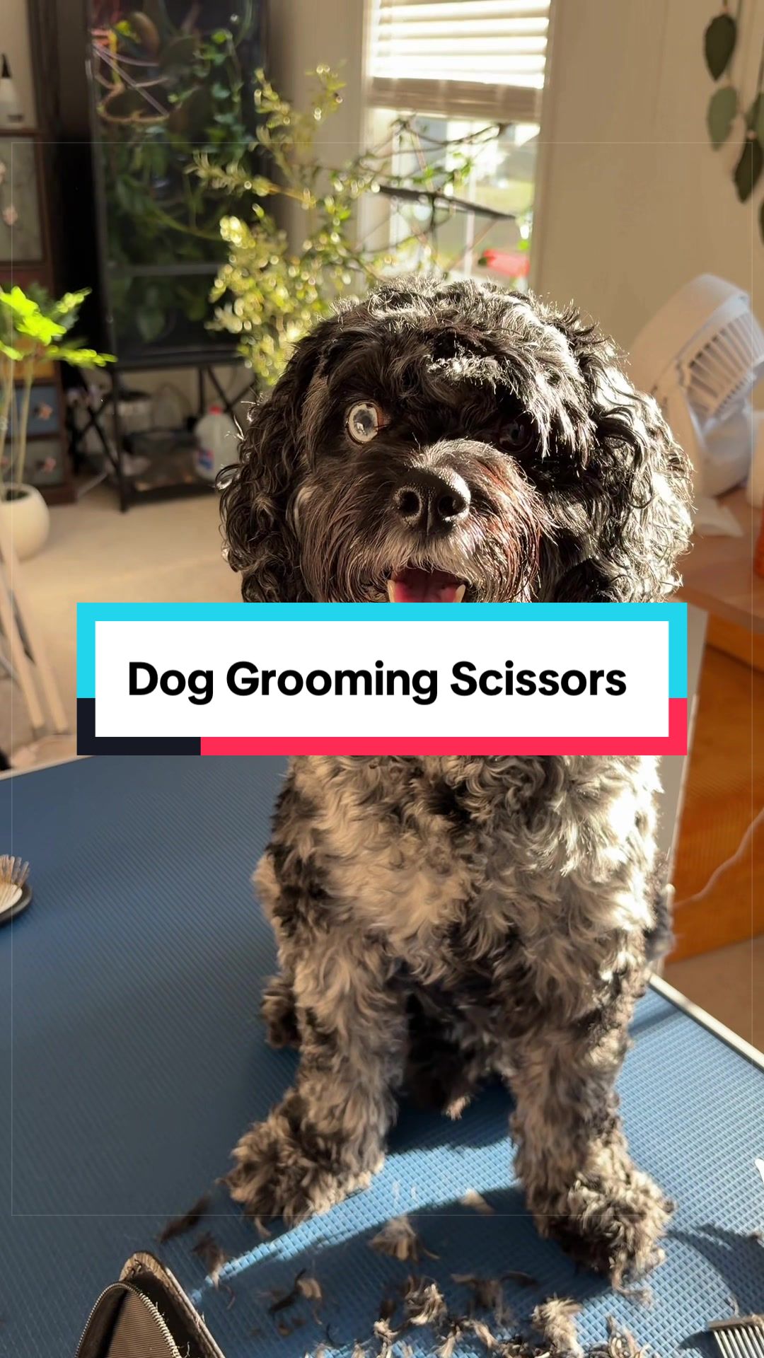 @Archie The Bernedoodle