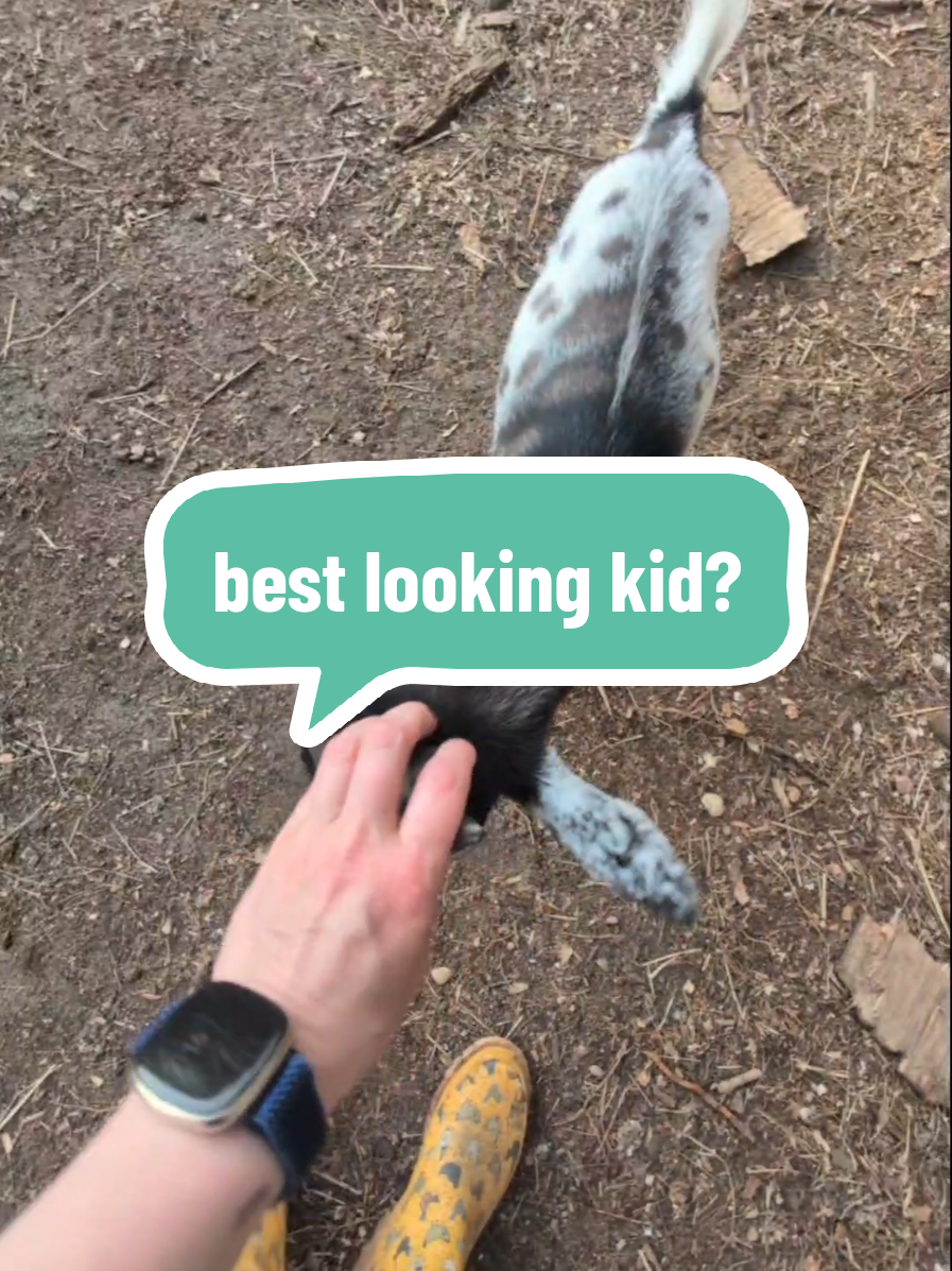 @Chickens & Bullies