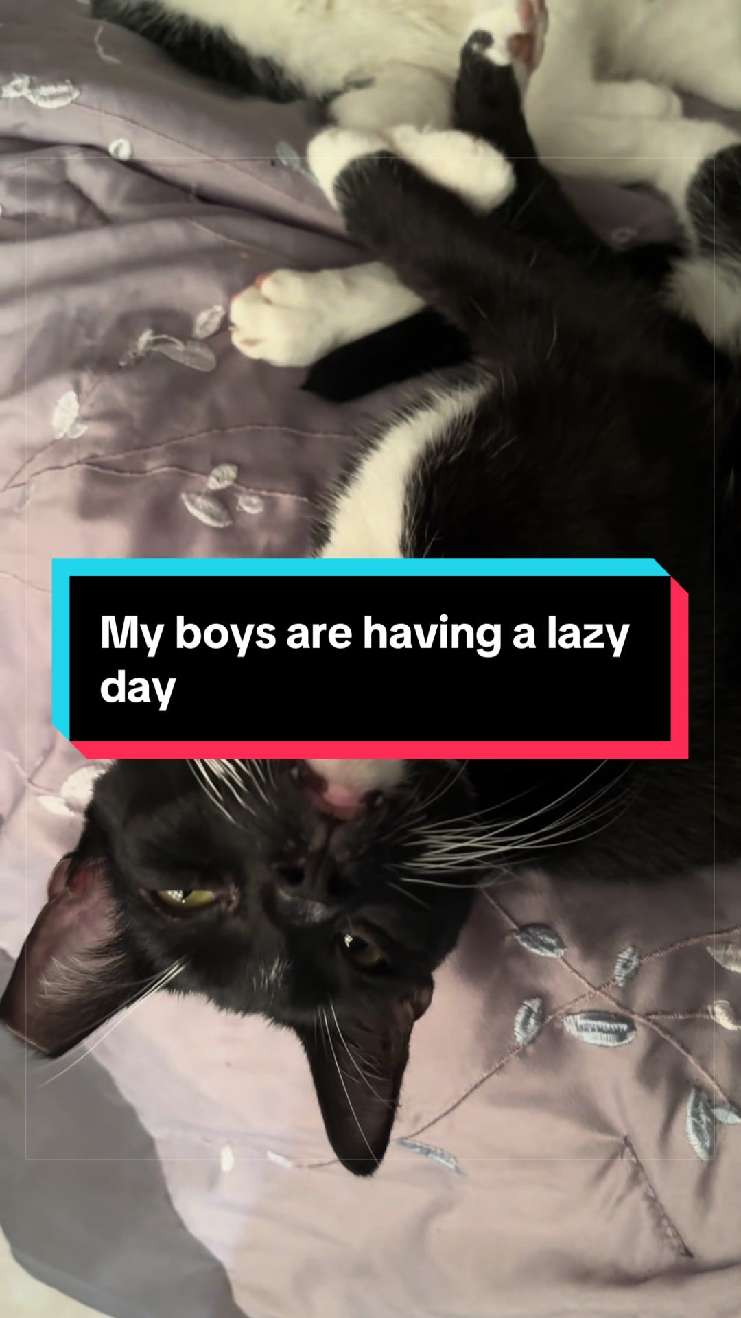 @catlover313official