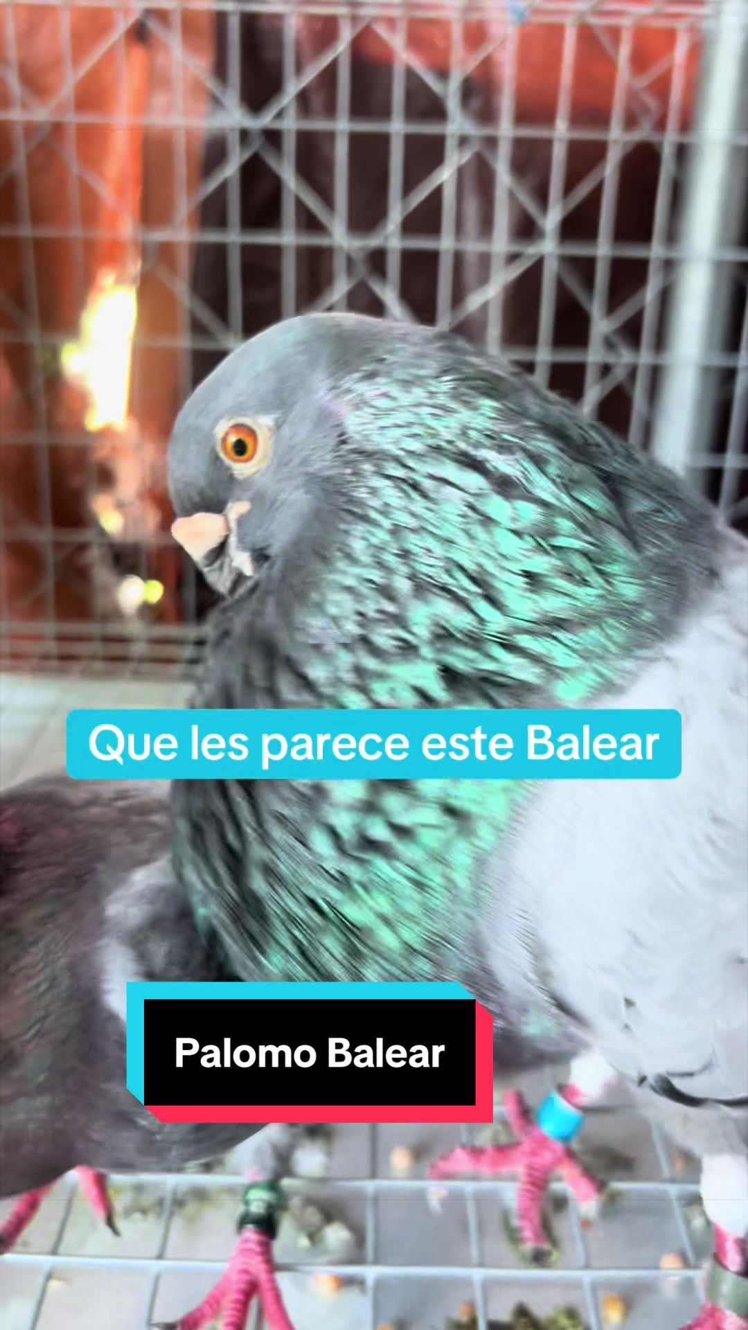 @Palomar Guines