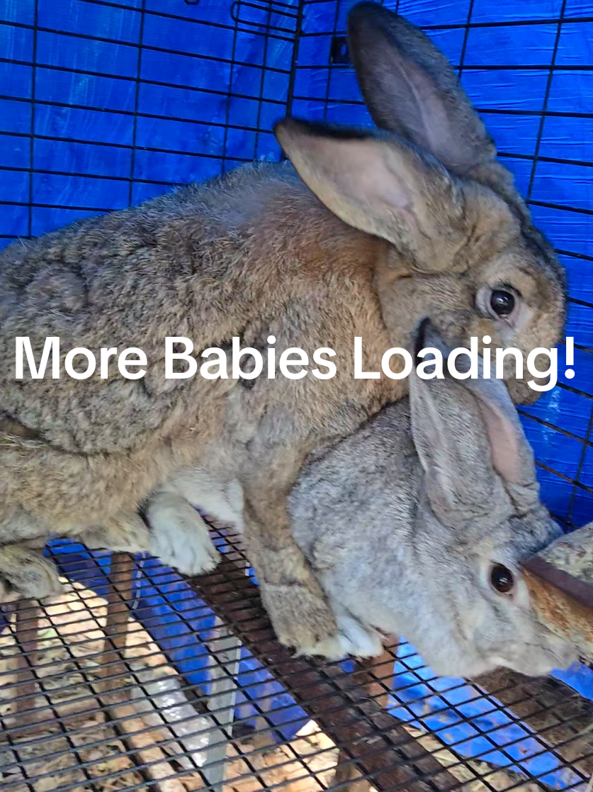 @Hidden Home Rabbitry