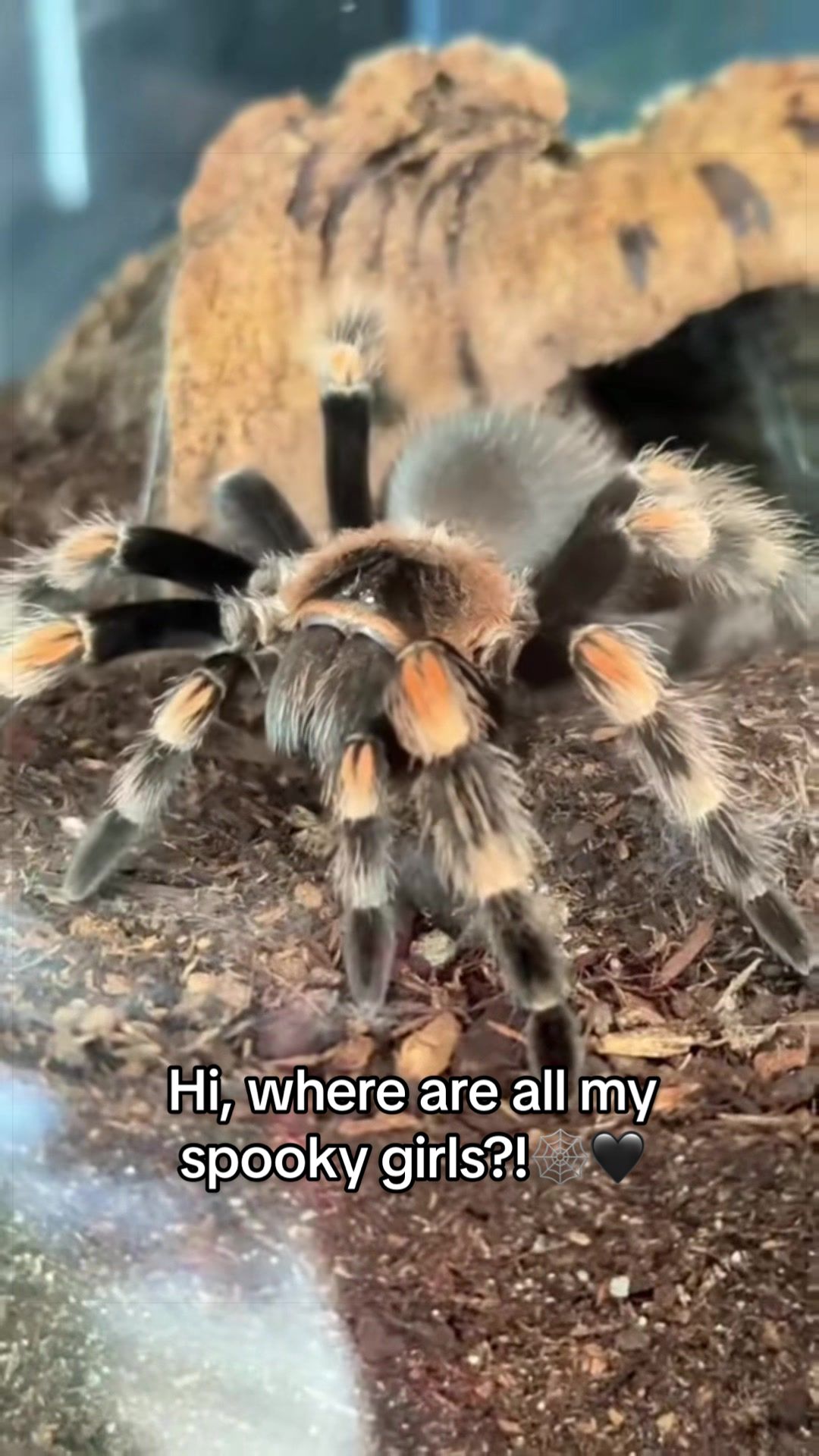 @The House of Velvet Fangs
