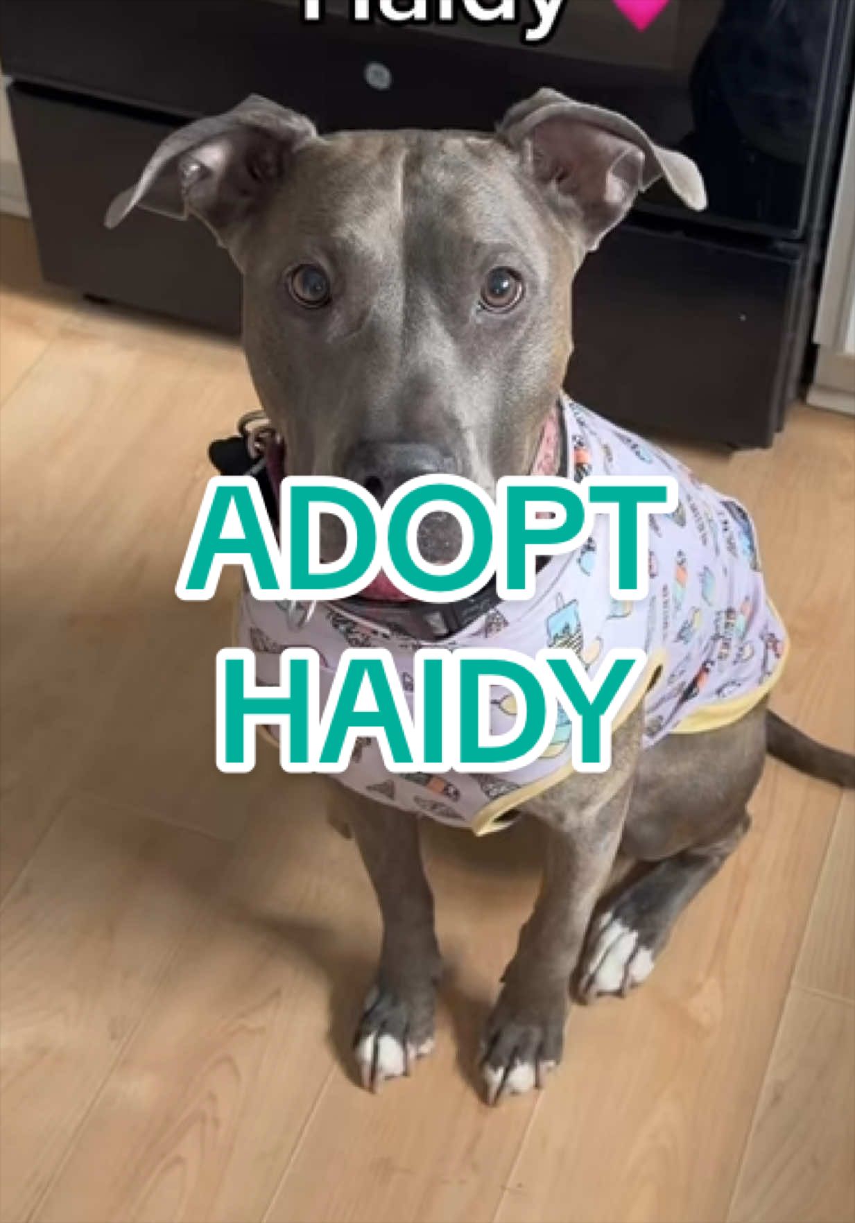 @Adopt a Pet