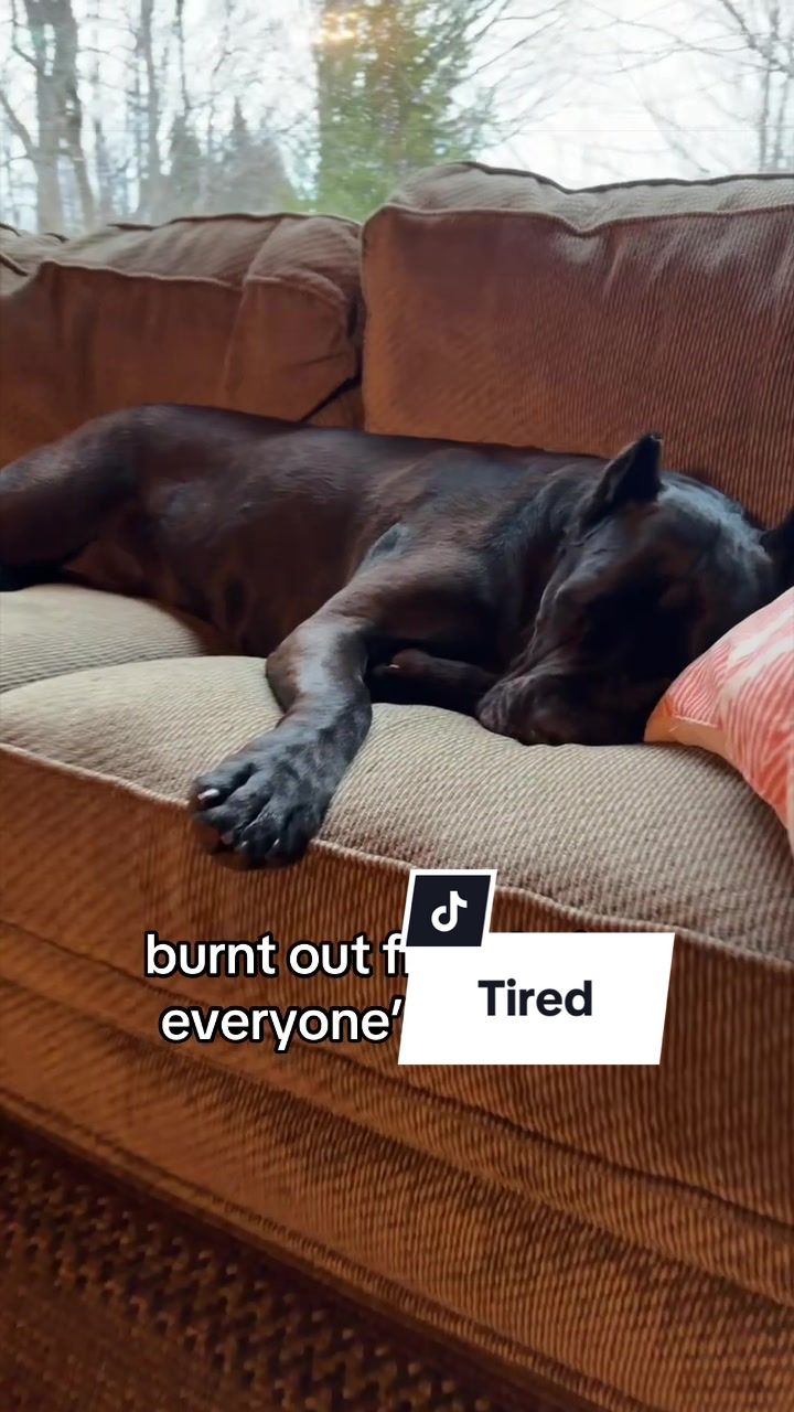 @Boo the Cane Corso