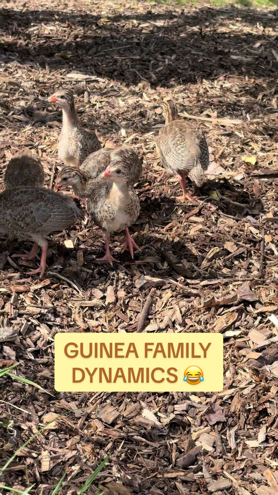 @Amy Jo | Eggnigma Holler 🐔