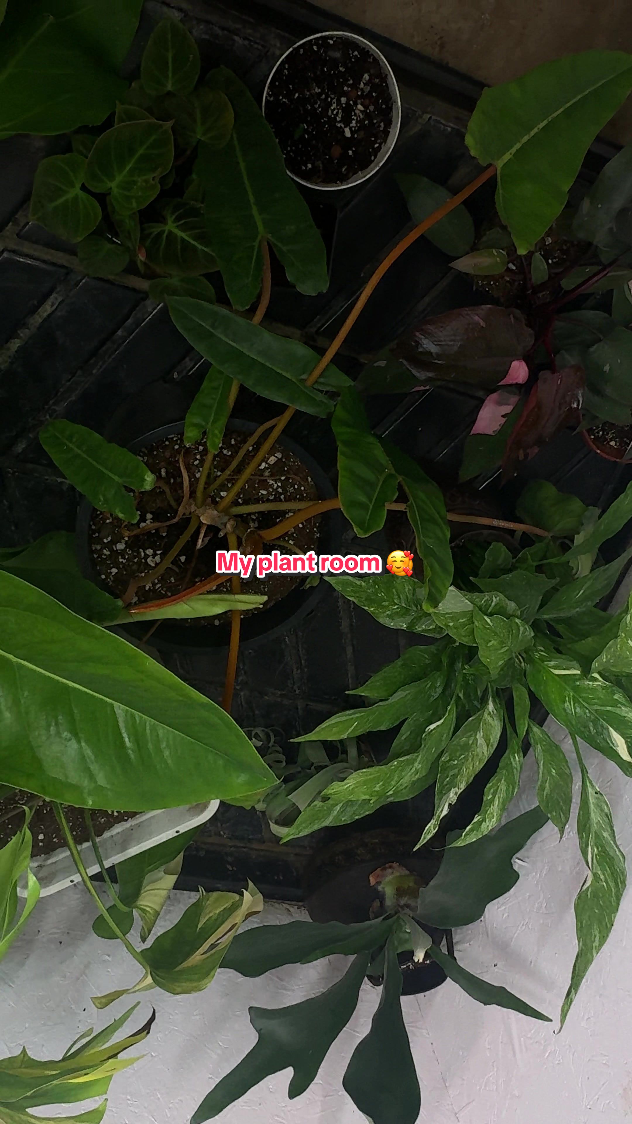 @plantifullife