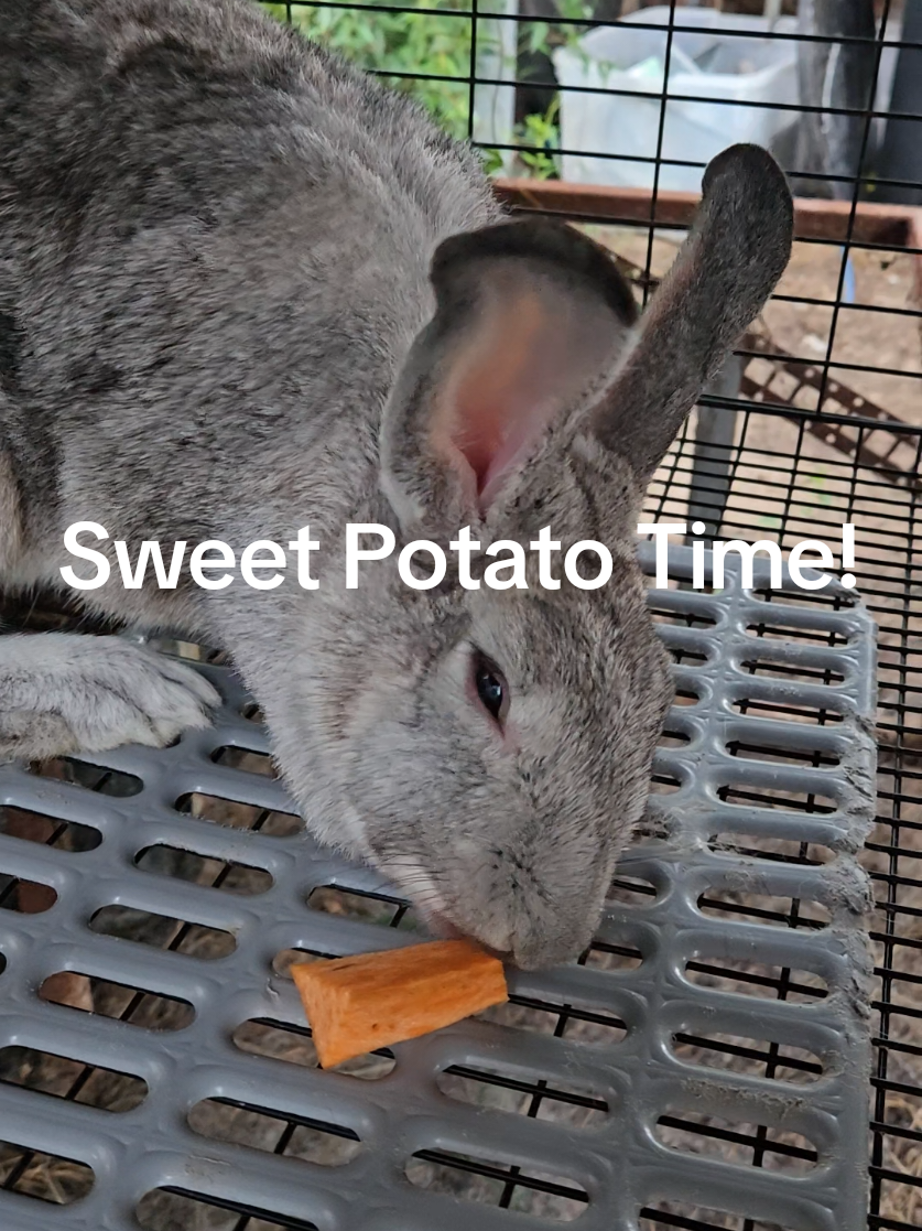 @Hidden Home Rabbitry
