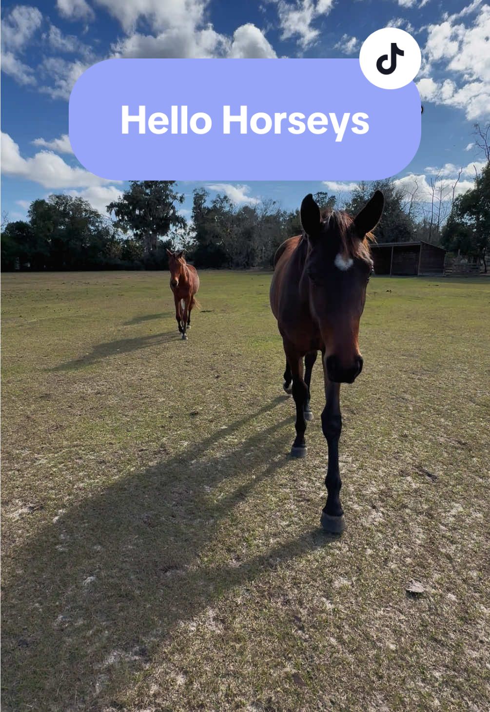 @alyssa’s aura🐴