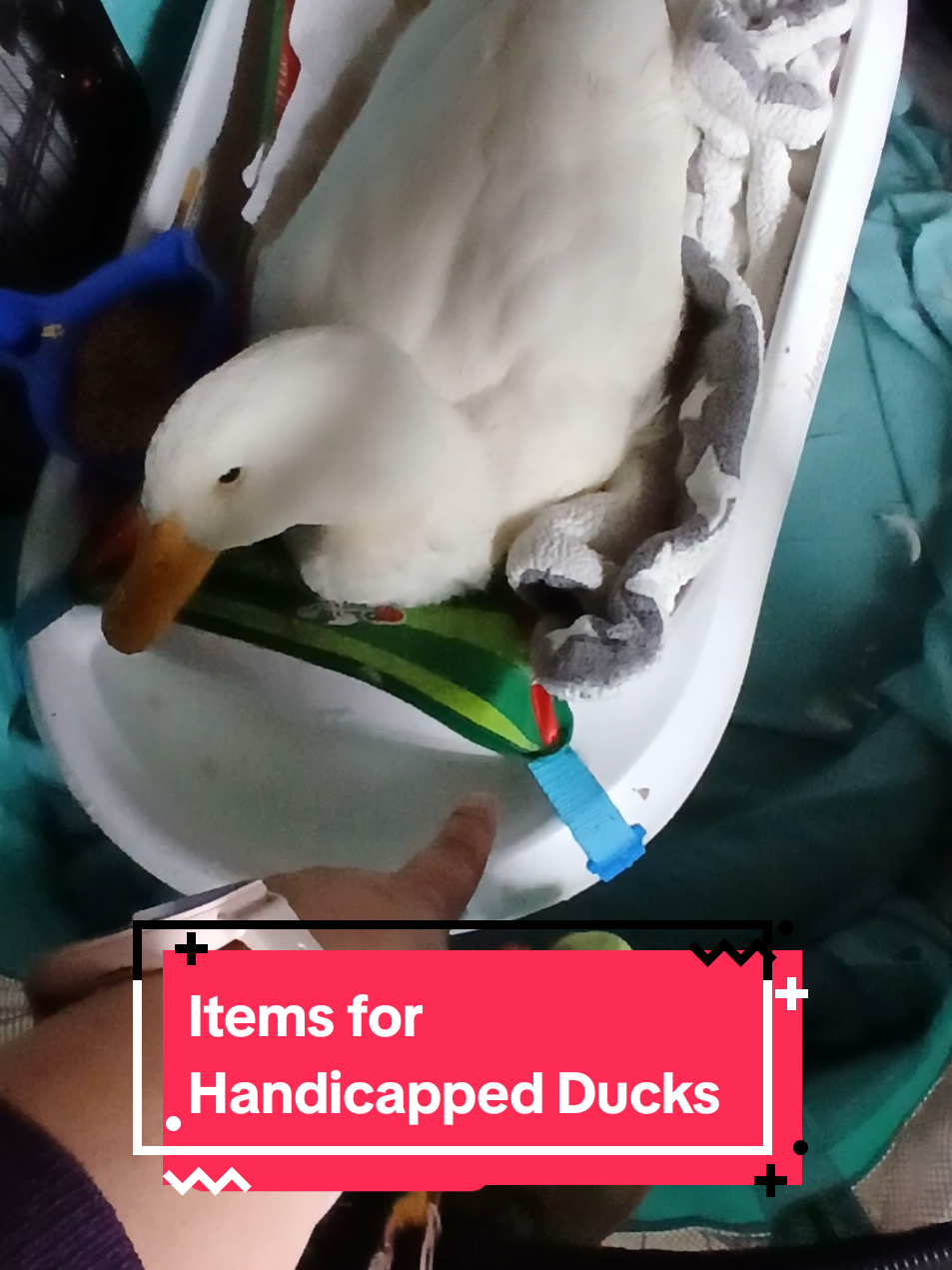 @aducknamedgoose