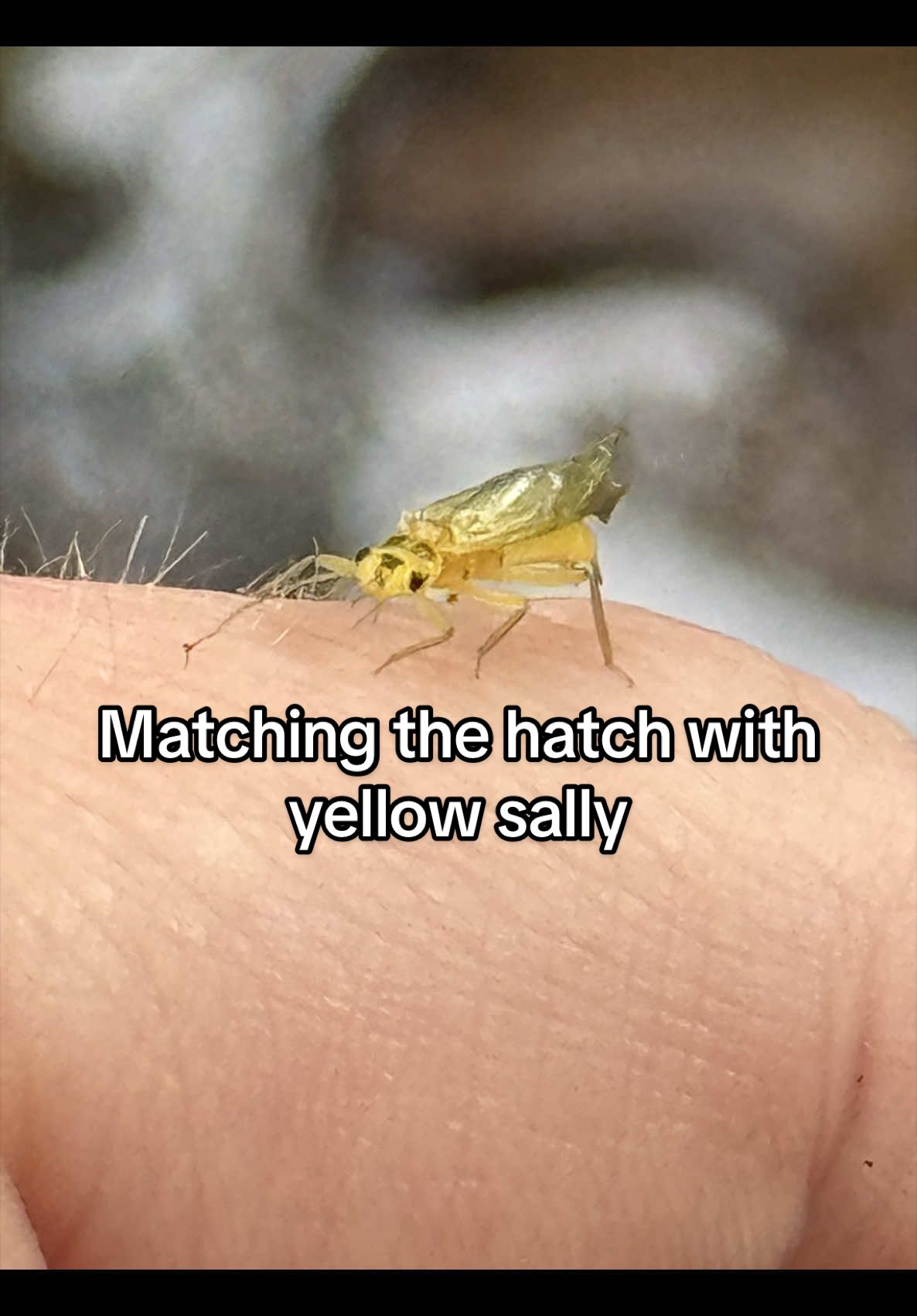 @FlyFishDelawhere