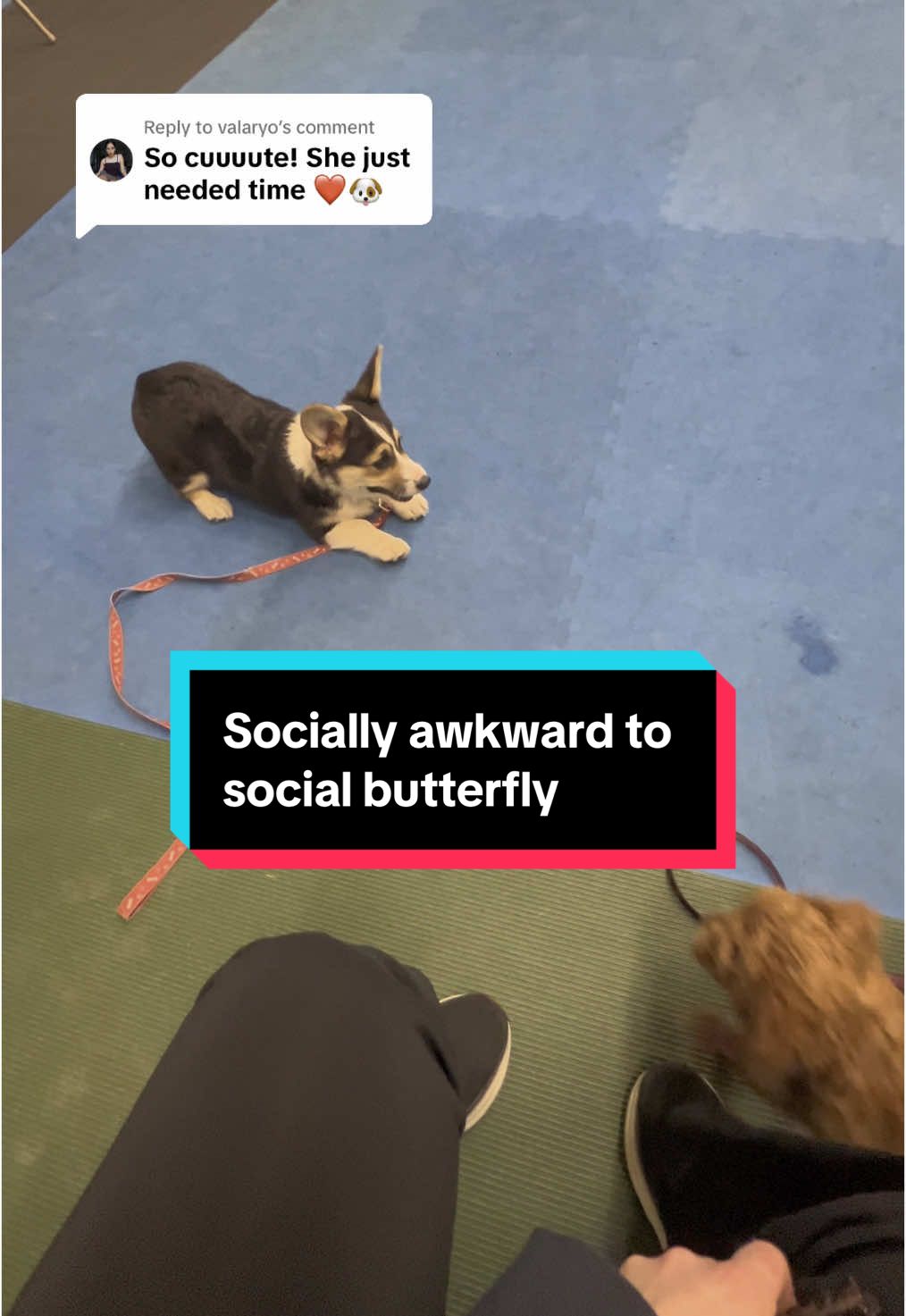 @Cannoli the Corgi