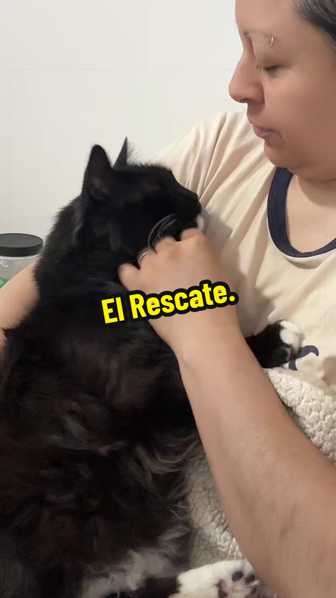 @🦖 MEOWassic CAT😺