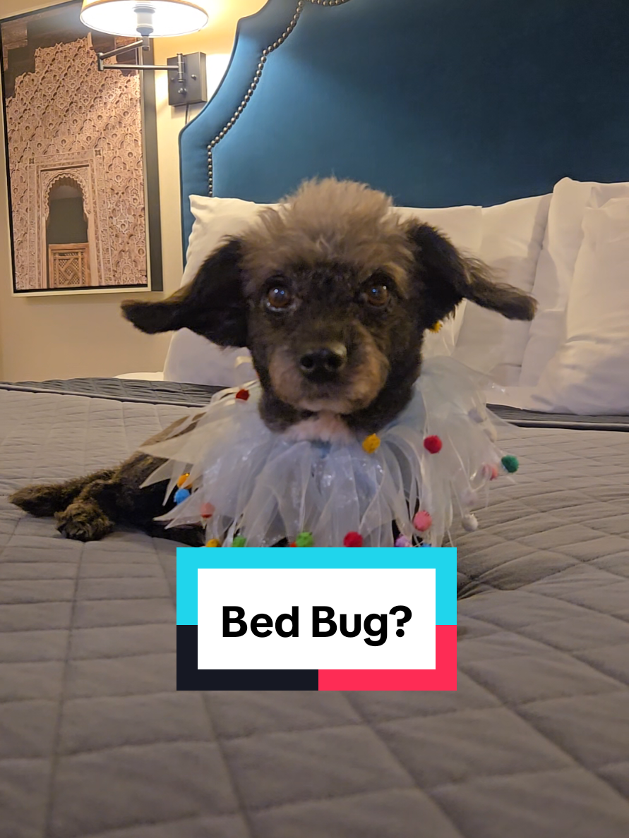 @Koda the Canine Yoda