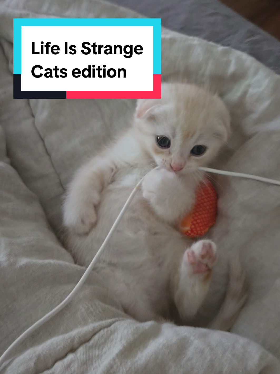@Brittany Beauties Kittens