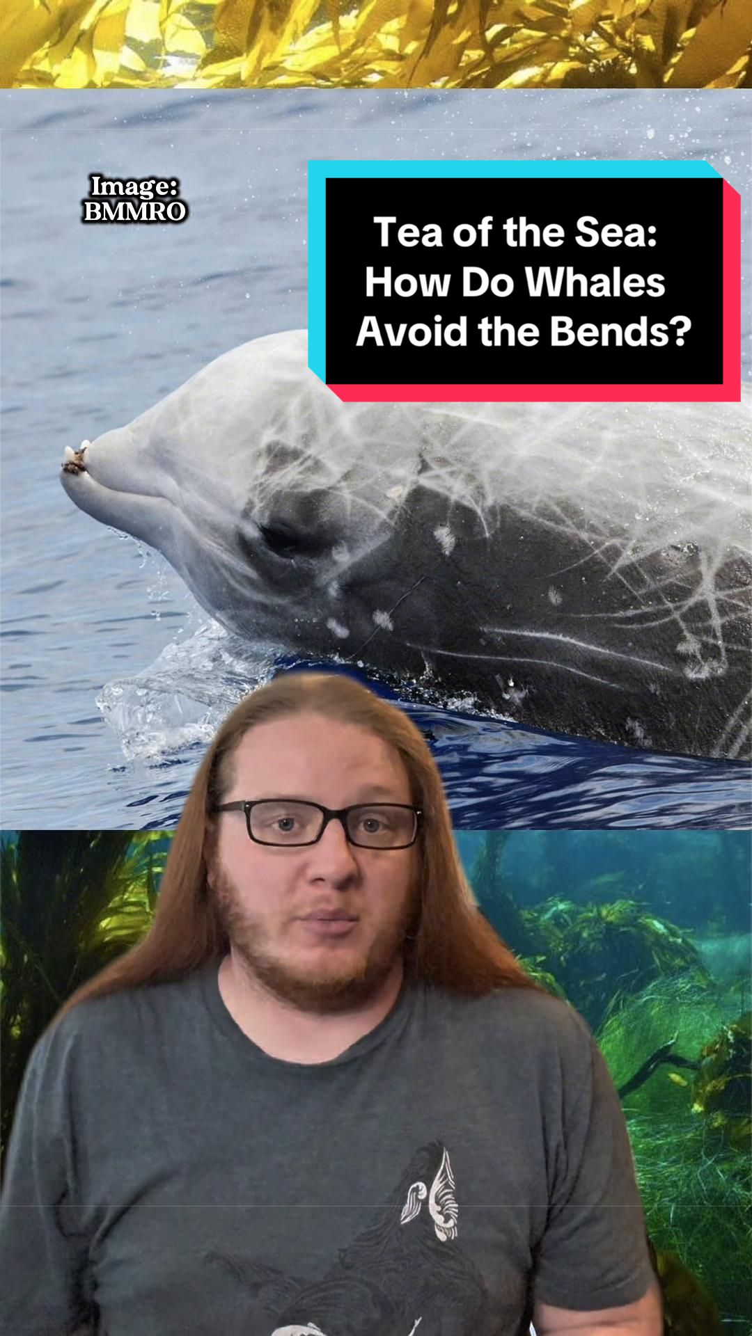 @Paleopedia