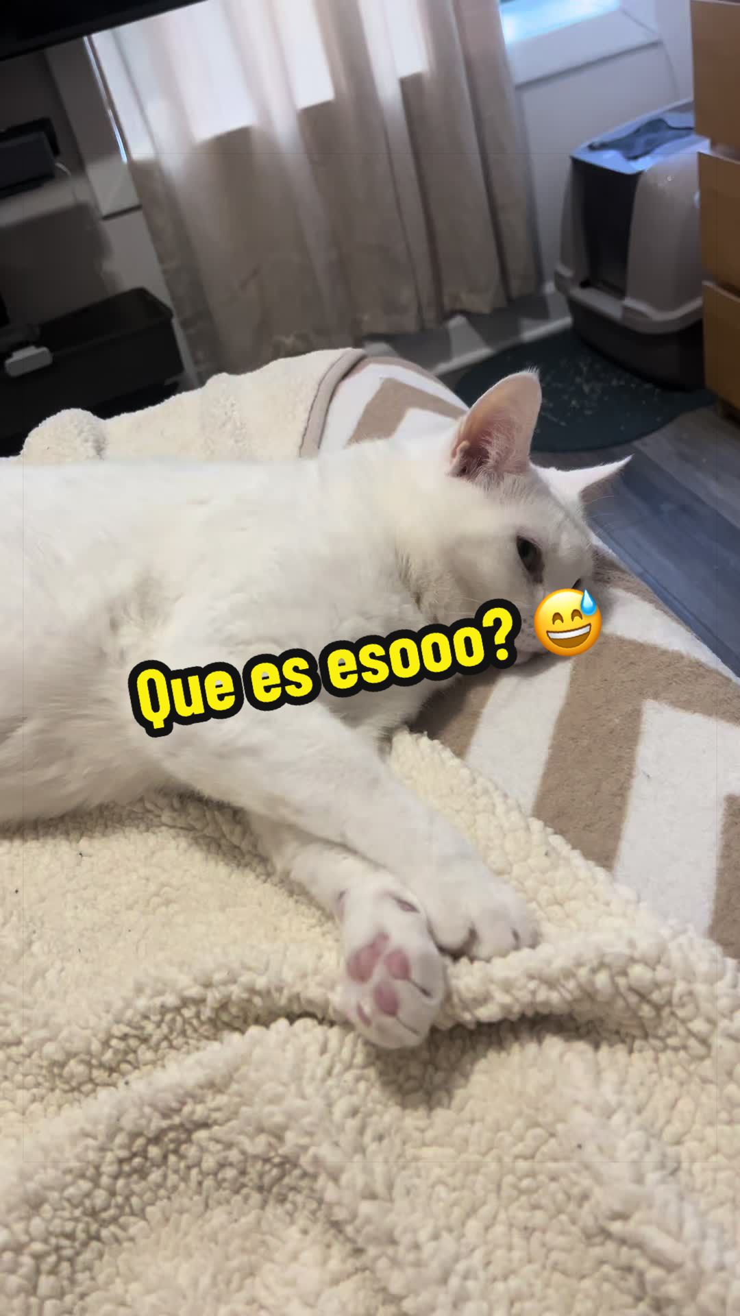 @🦖 MEOWassic CAT😺