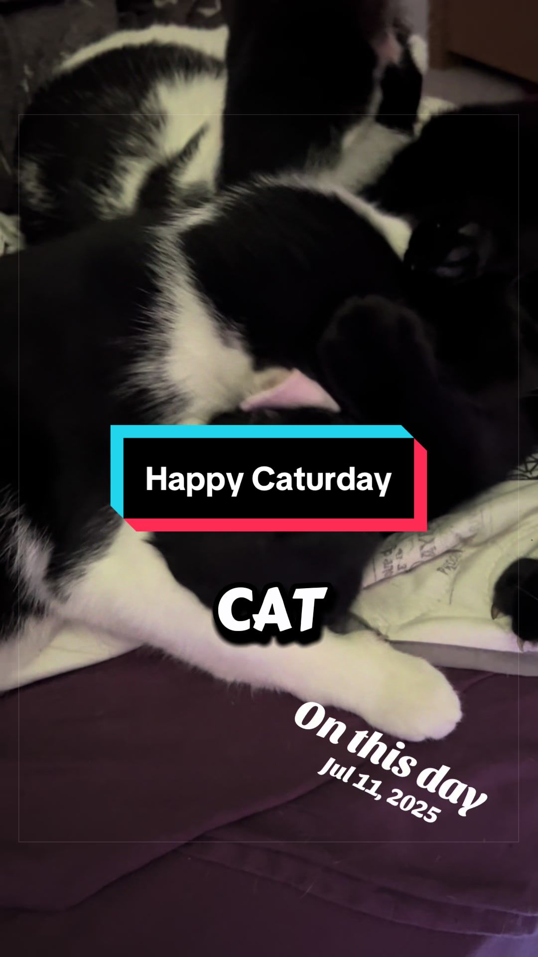 @catlover313official