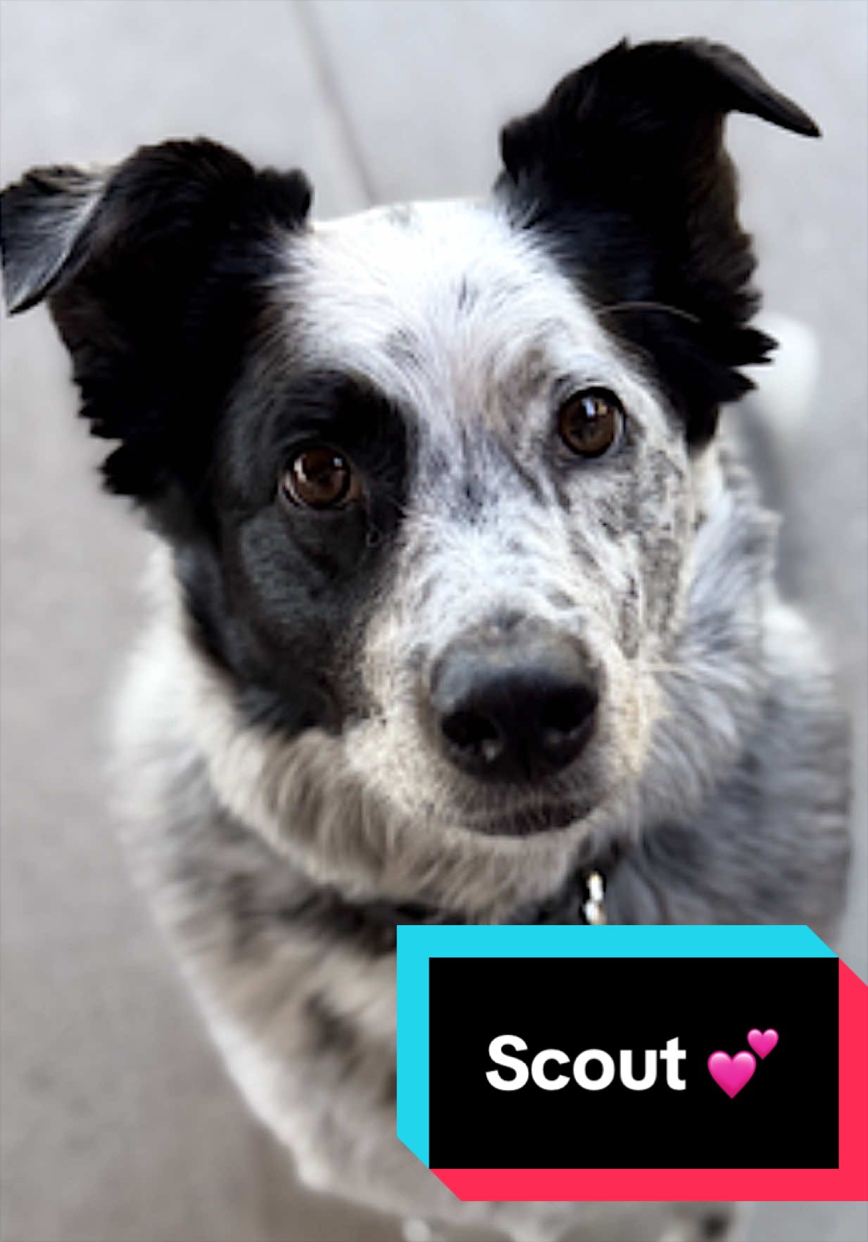 @Joyful Pets