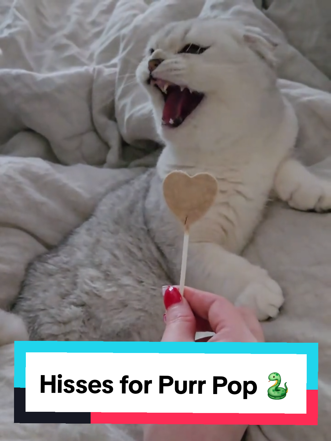 @Brittany Beauties Kittens