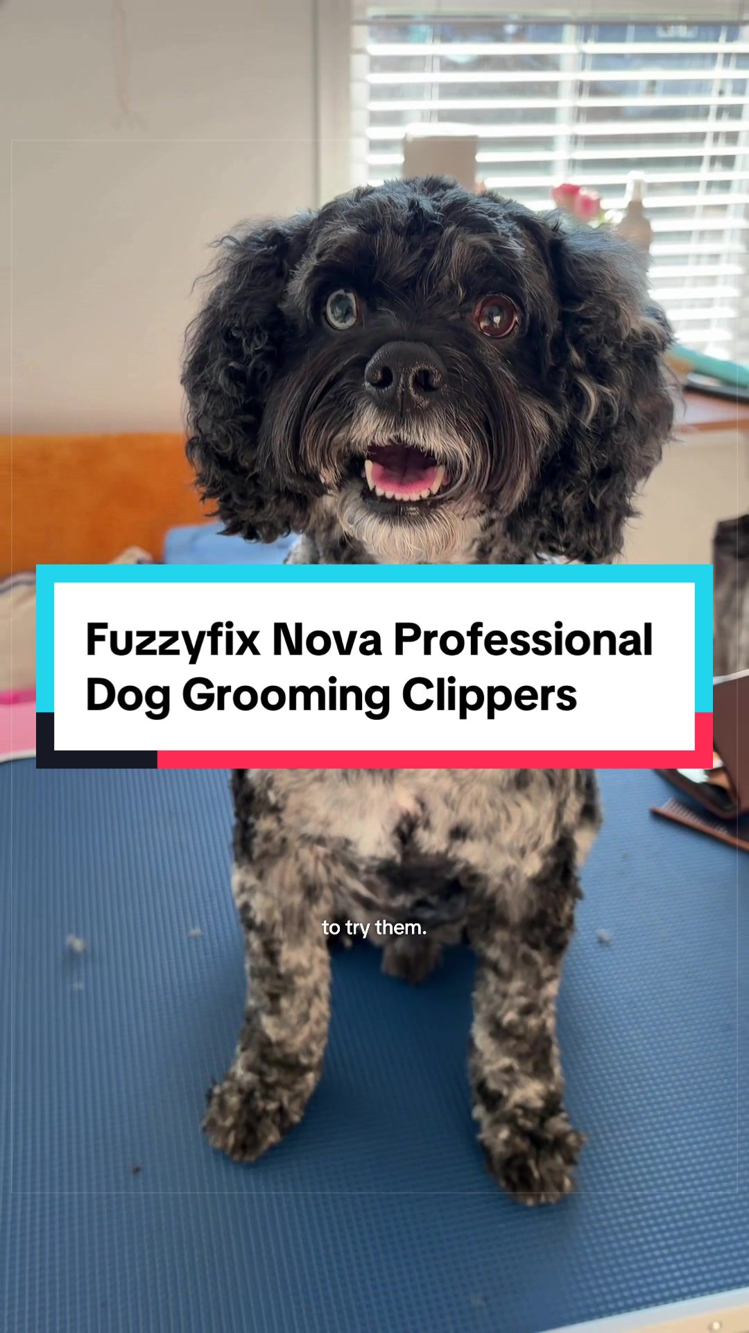 @Archie The Bernedoodle