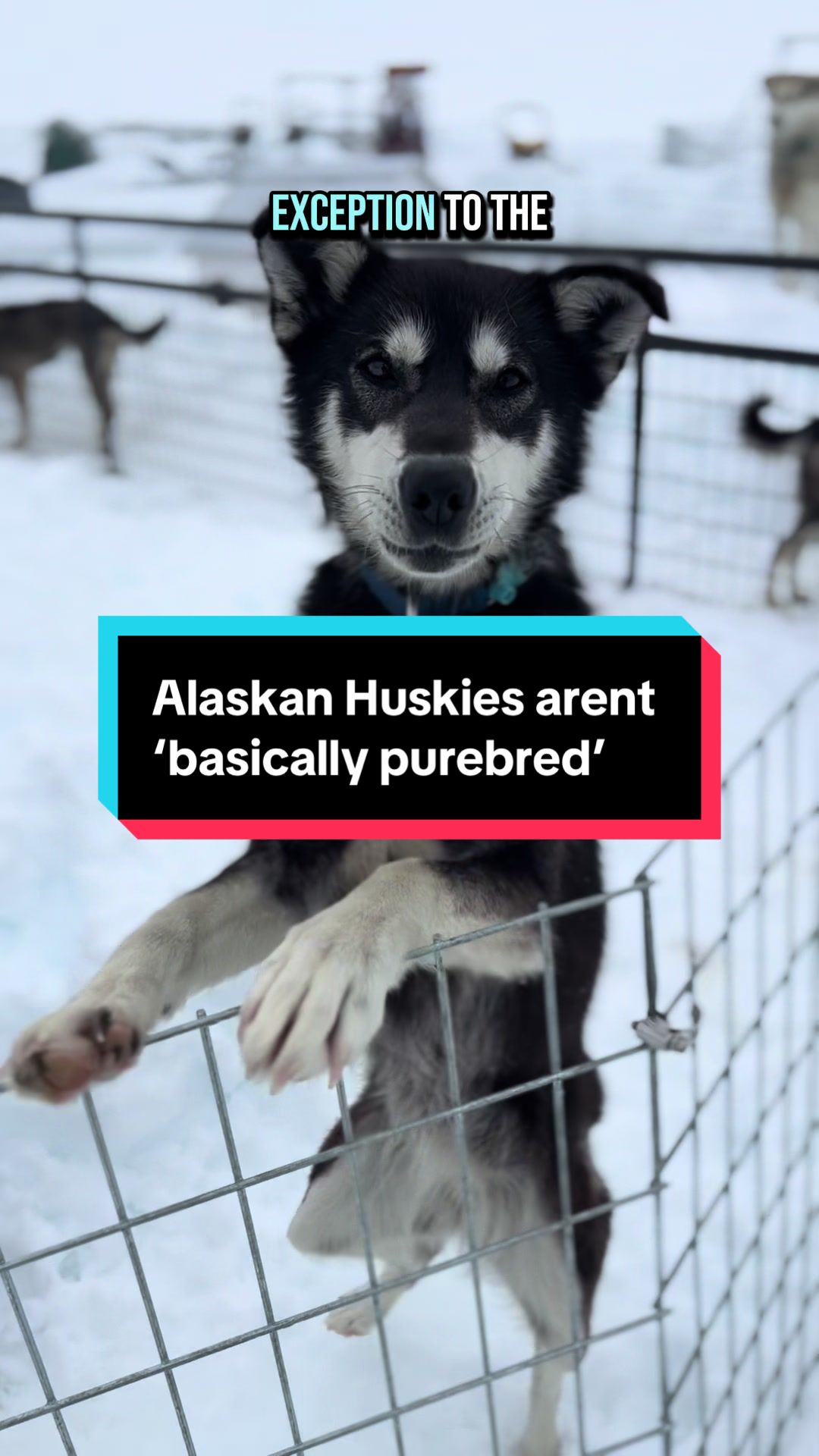 @Glacier Musher