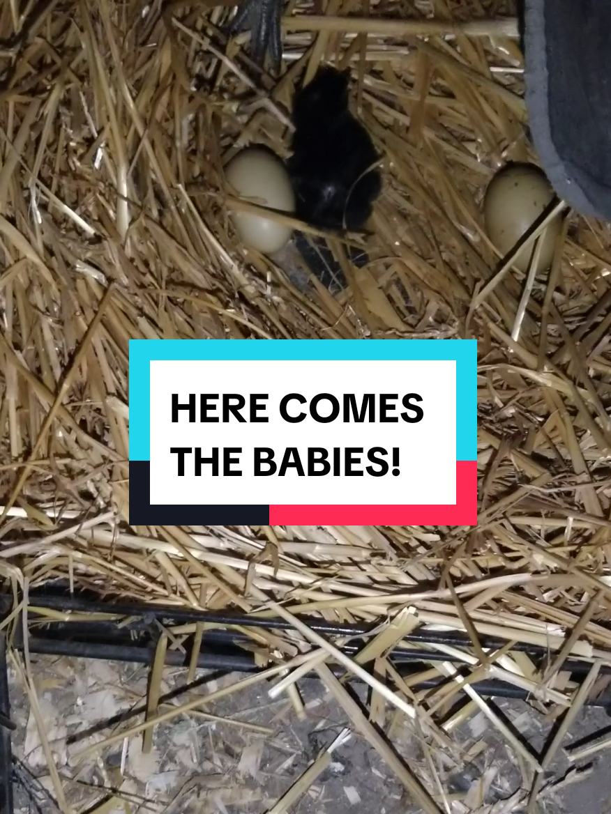 @CityChickenFarm