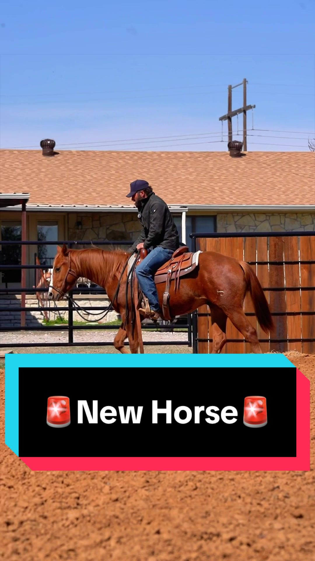 @WS Horses