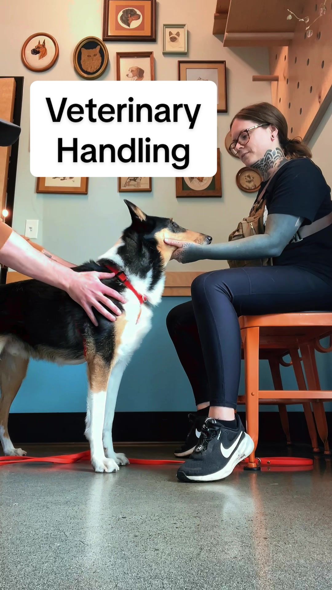 @lauren | dog behavior pro