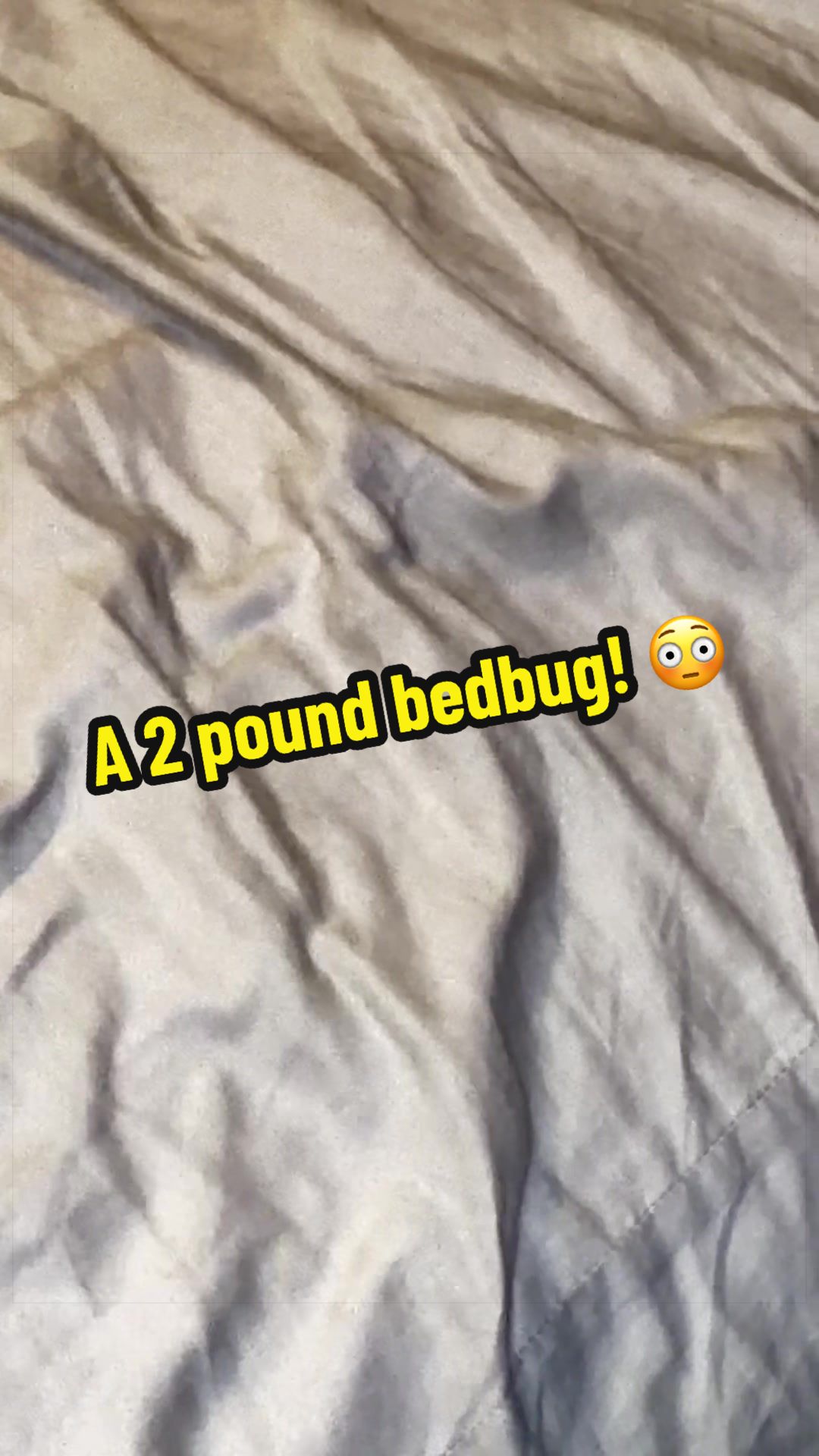 @Tinytiffytheteacupchihuahua