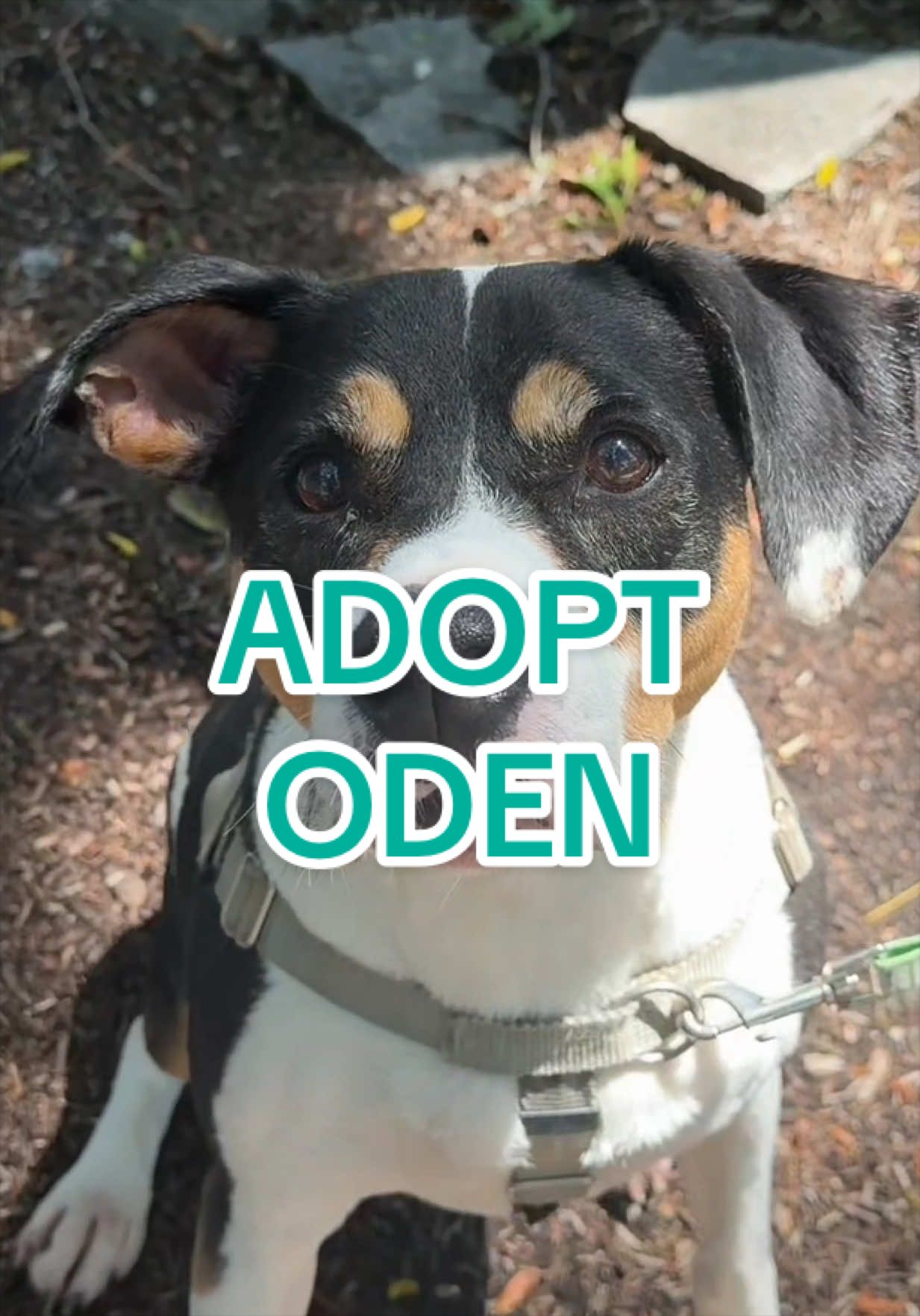 @Adopt a Pet