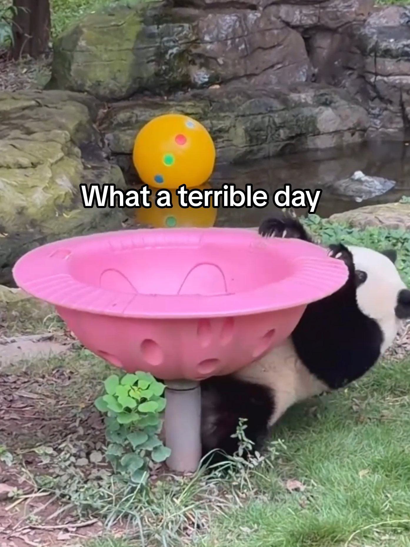 @PandaHut