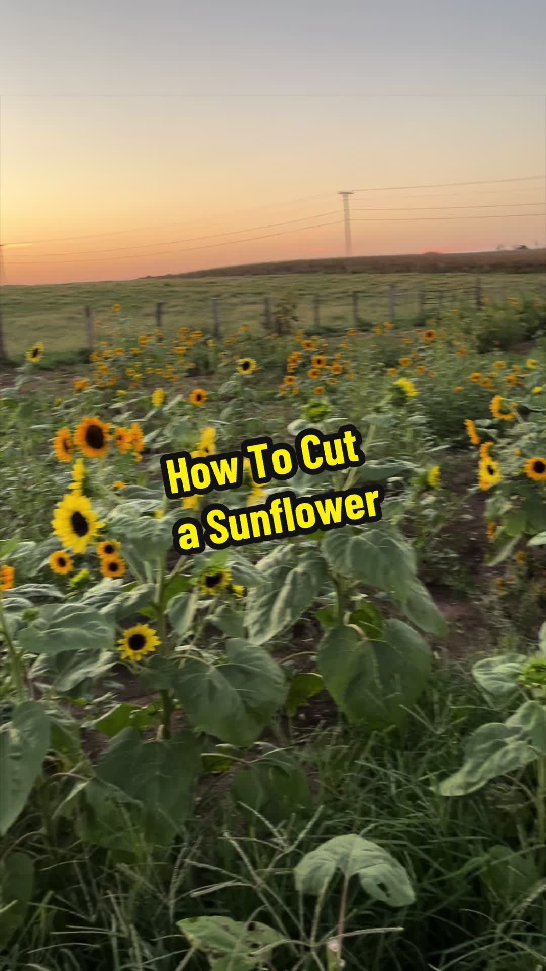 @MISSY & Her Farmer