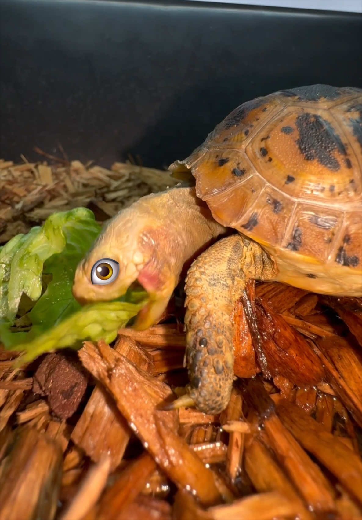 @Tommys_reptiles