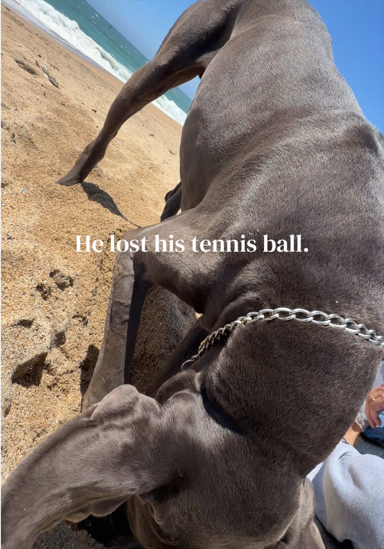 @GUNNER | Great Dane